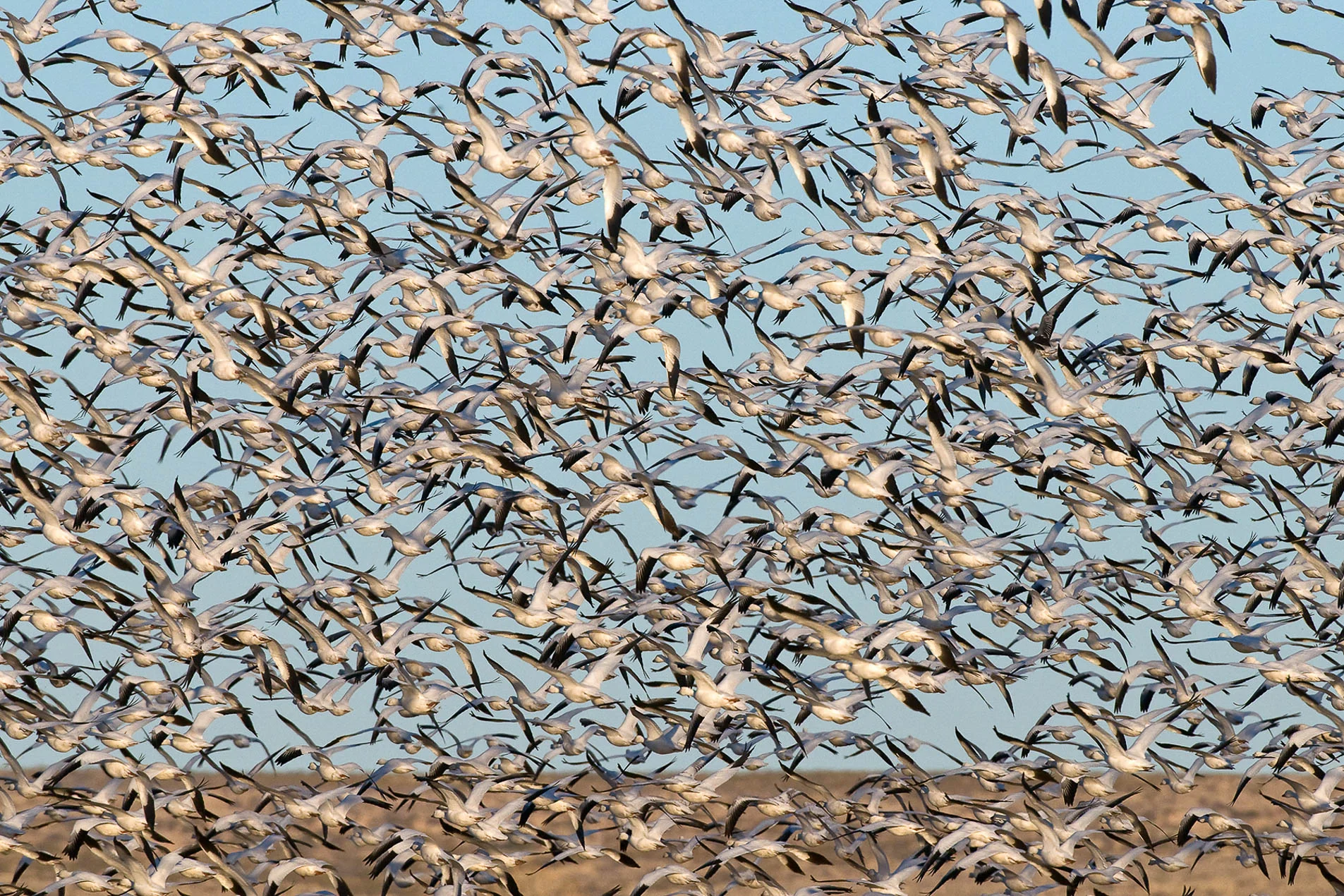 Snow_Goose_Flush_8925