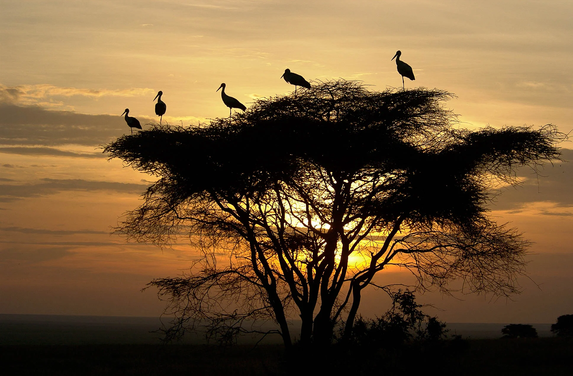 Africa_Birds_In_Tree