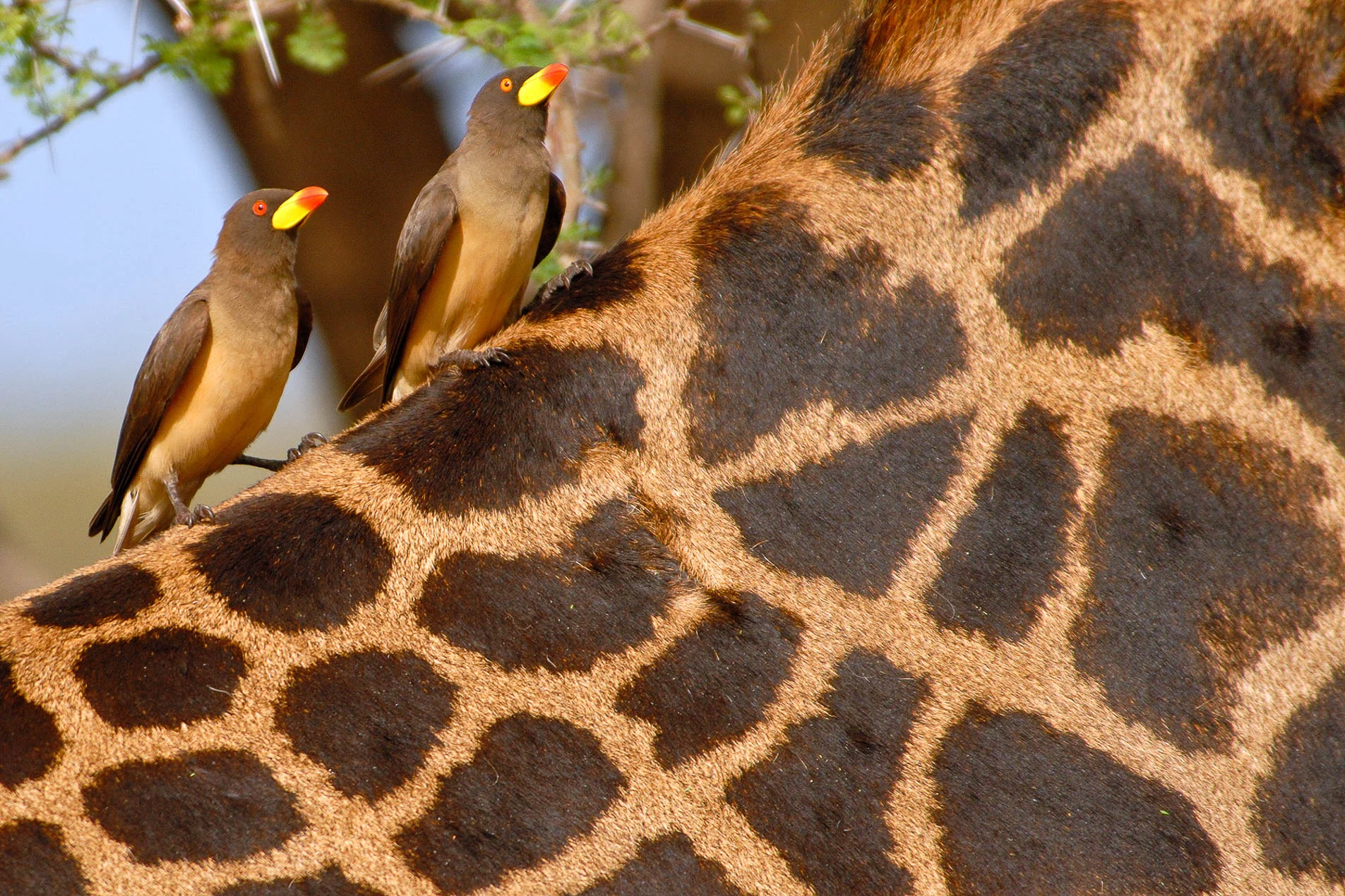 Giraffe_&_Birds