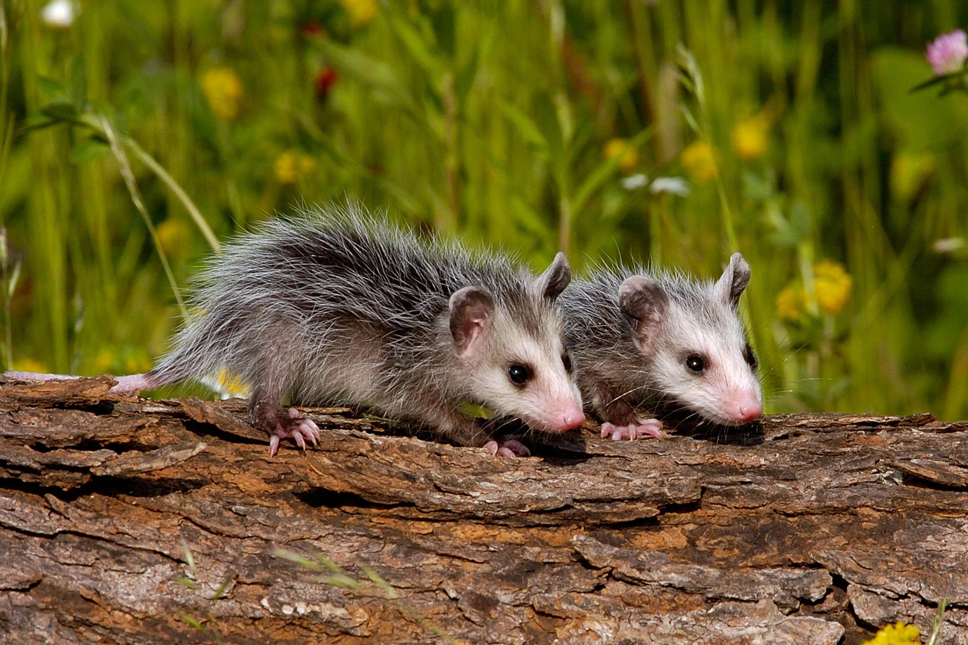 Possums_3