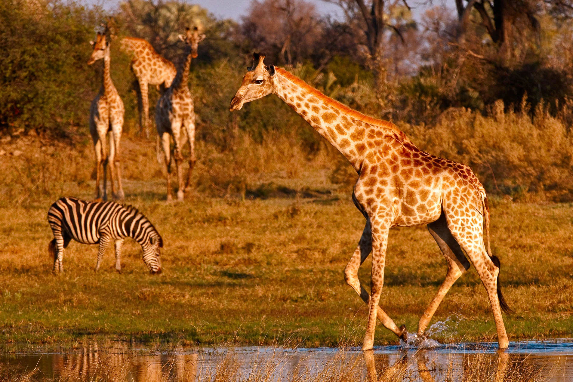 Giraffe_Four_Zebra_Botswana_3851