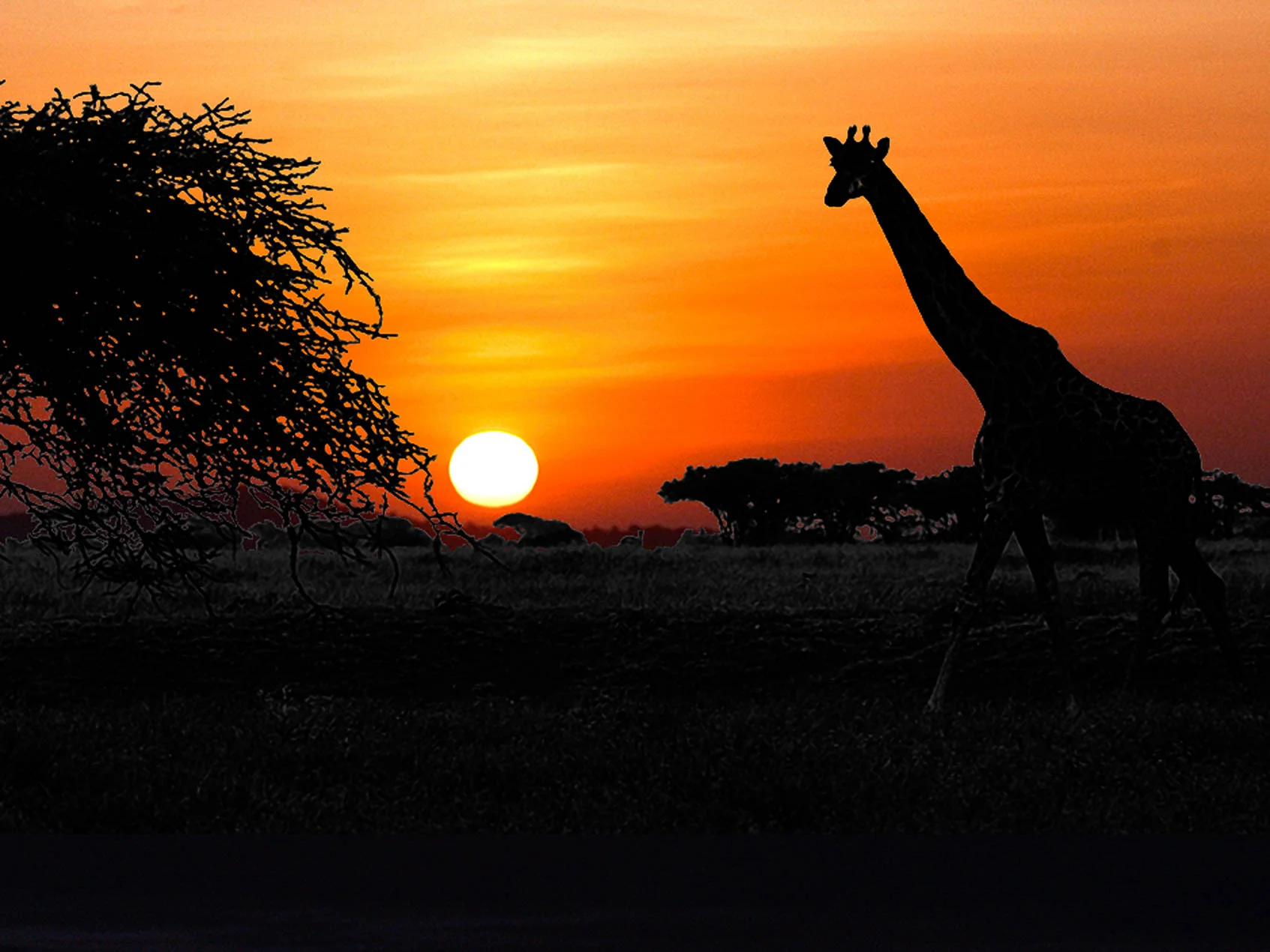 Giraffe_Sunset
