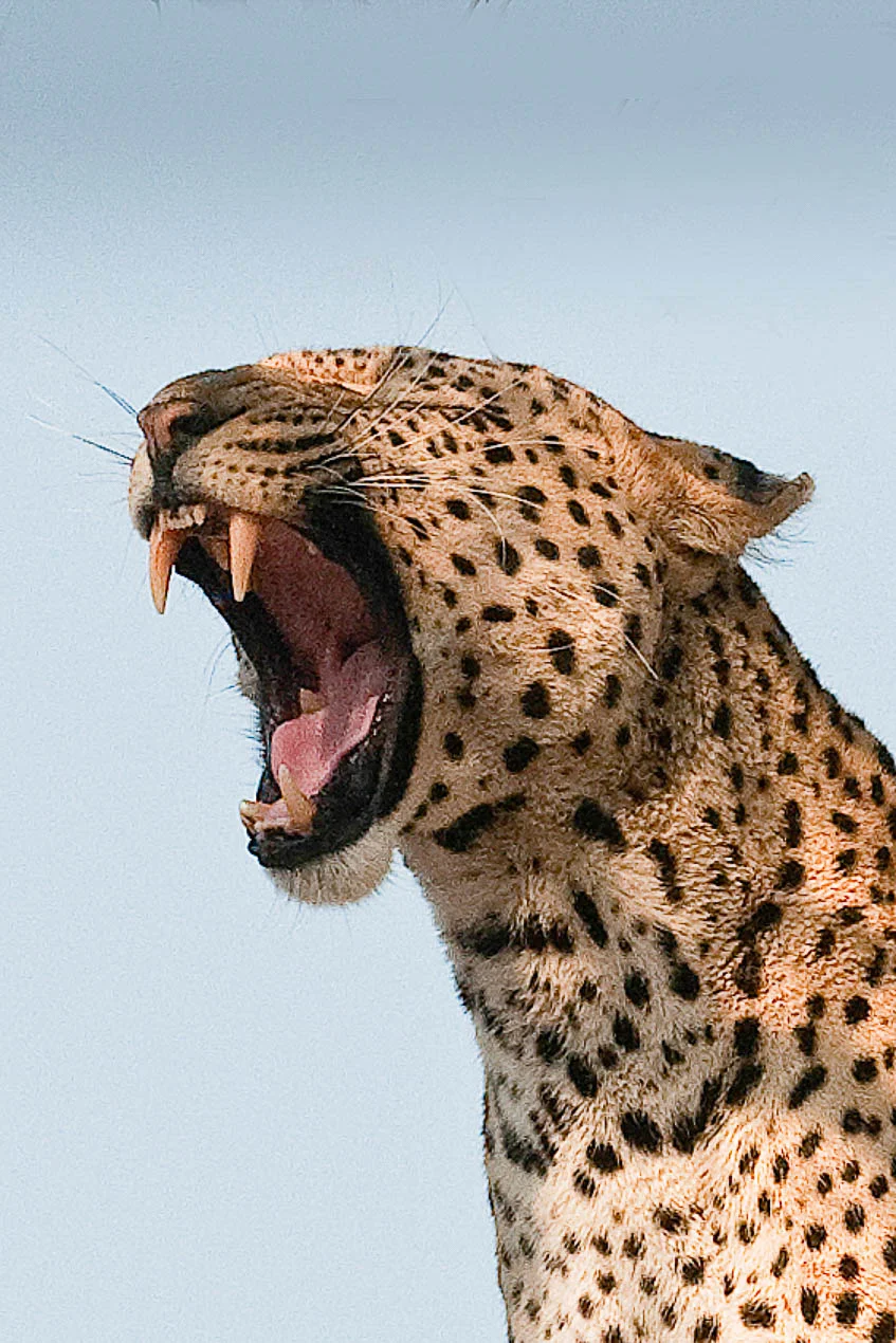 Leopard_Botswana_1036