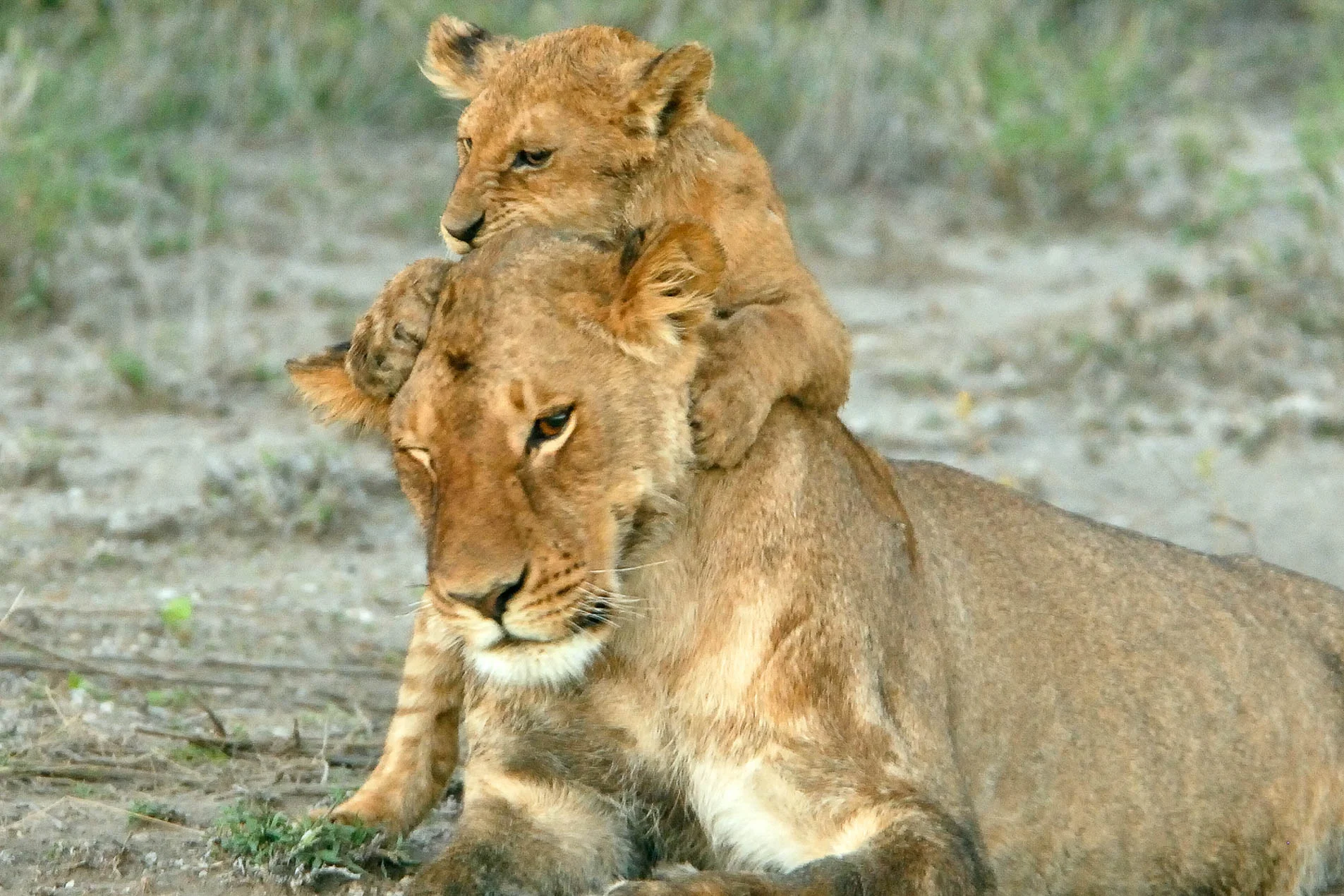 Lion_&_Cub_2