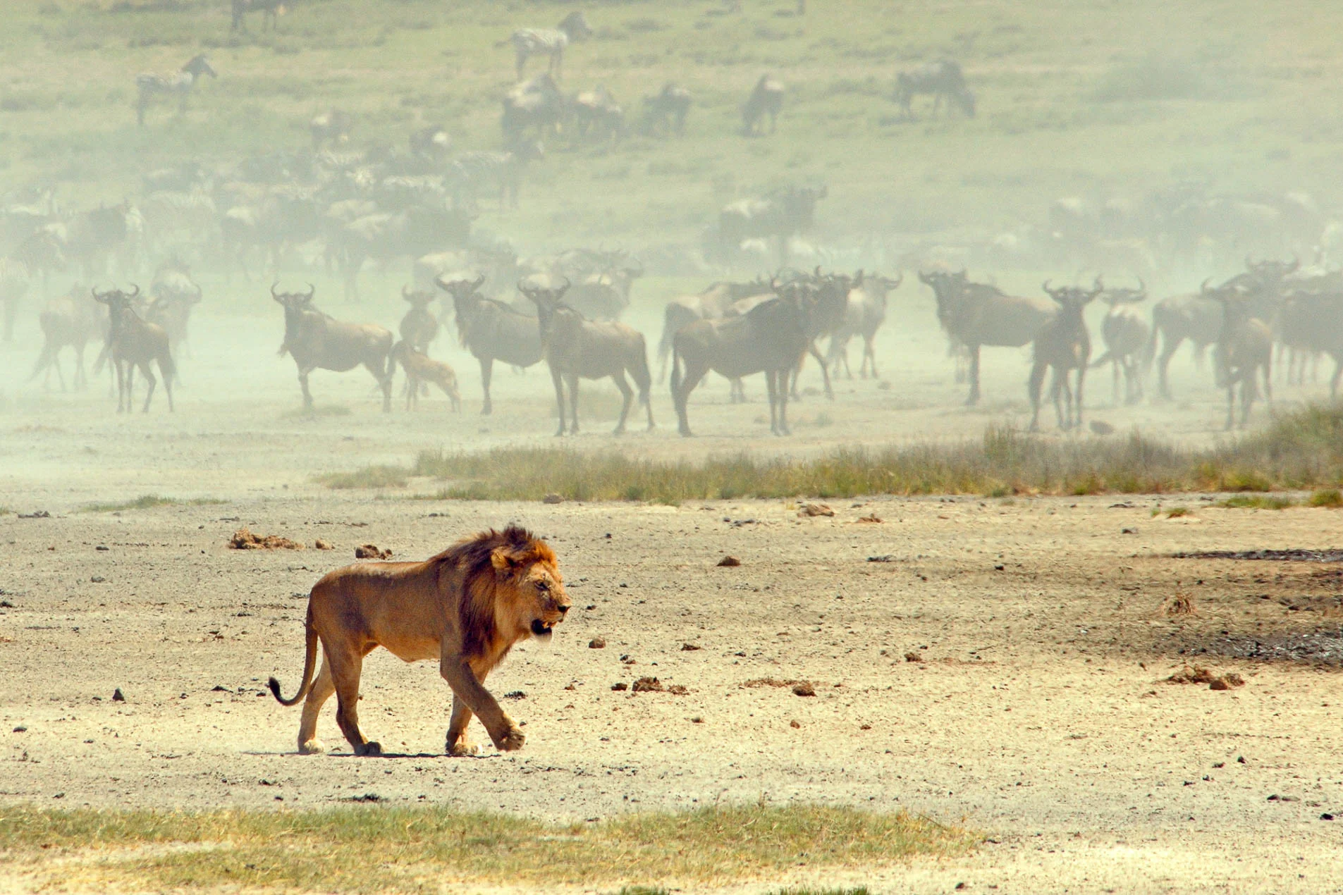 Lion_&_Wildebeest