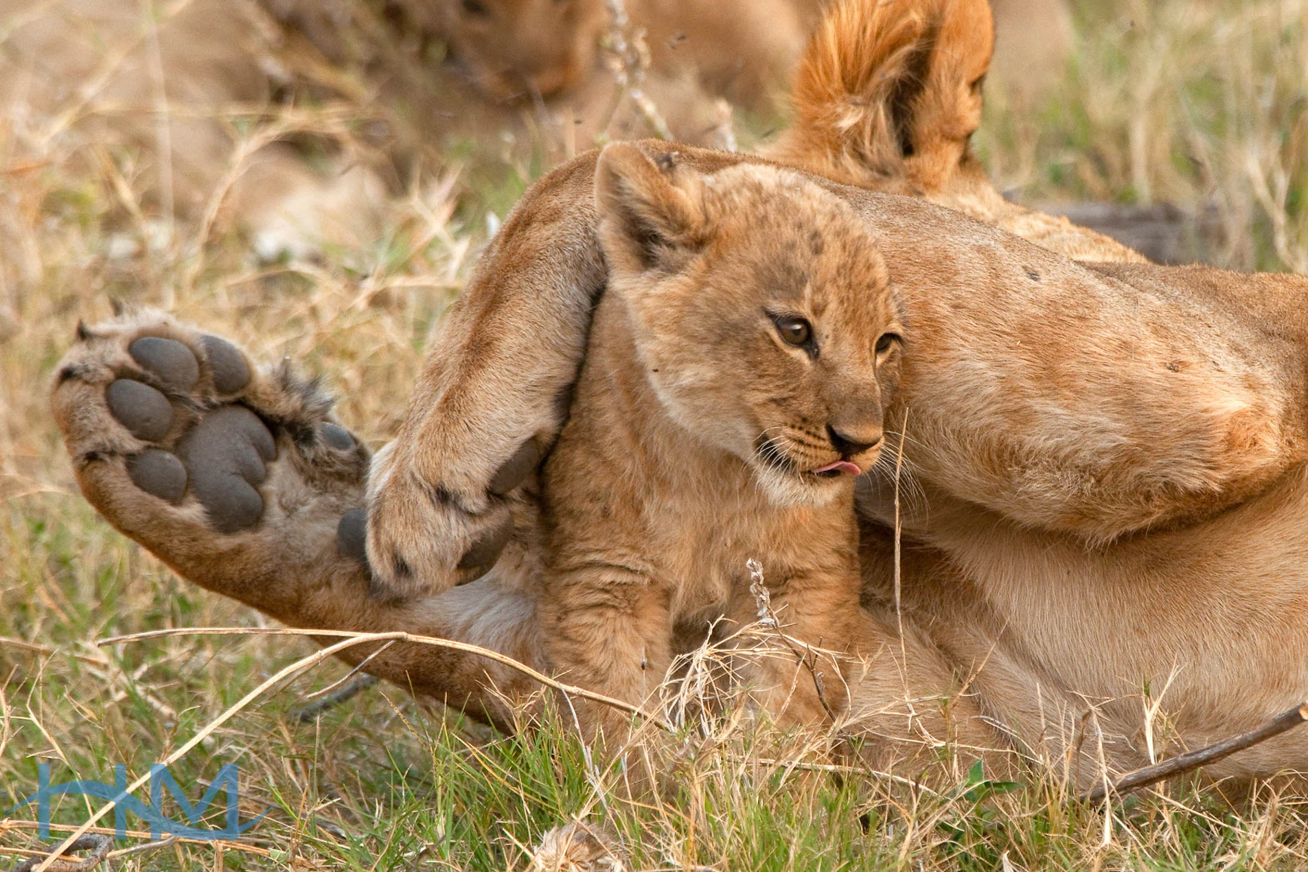 Lion_Cub_6386