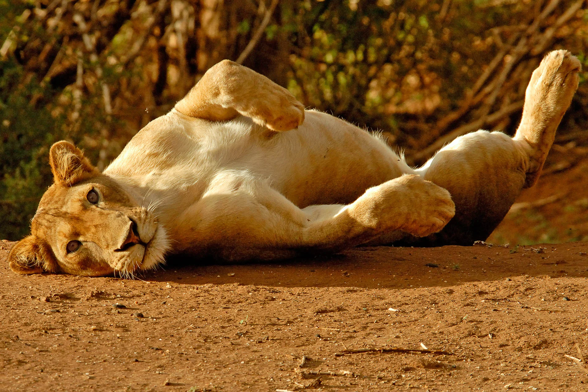 Lion_Lying_Down_2