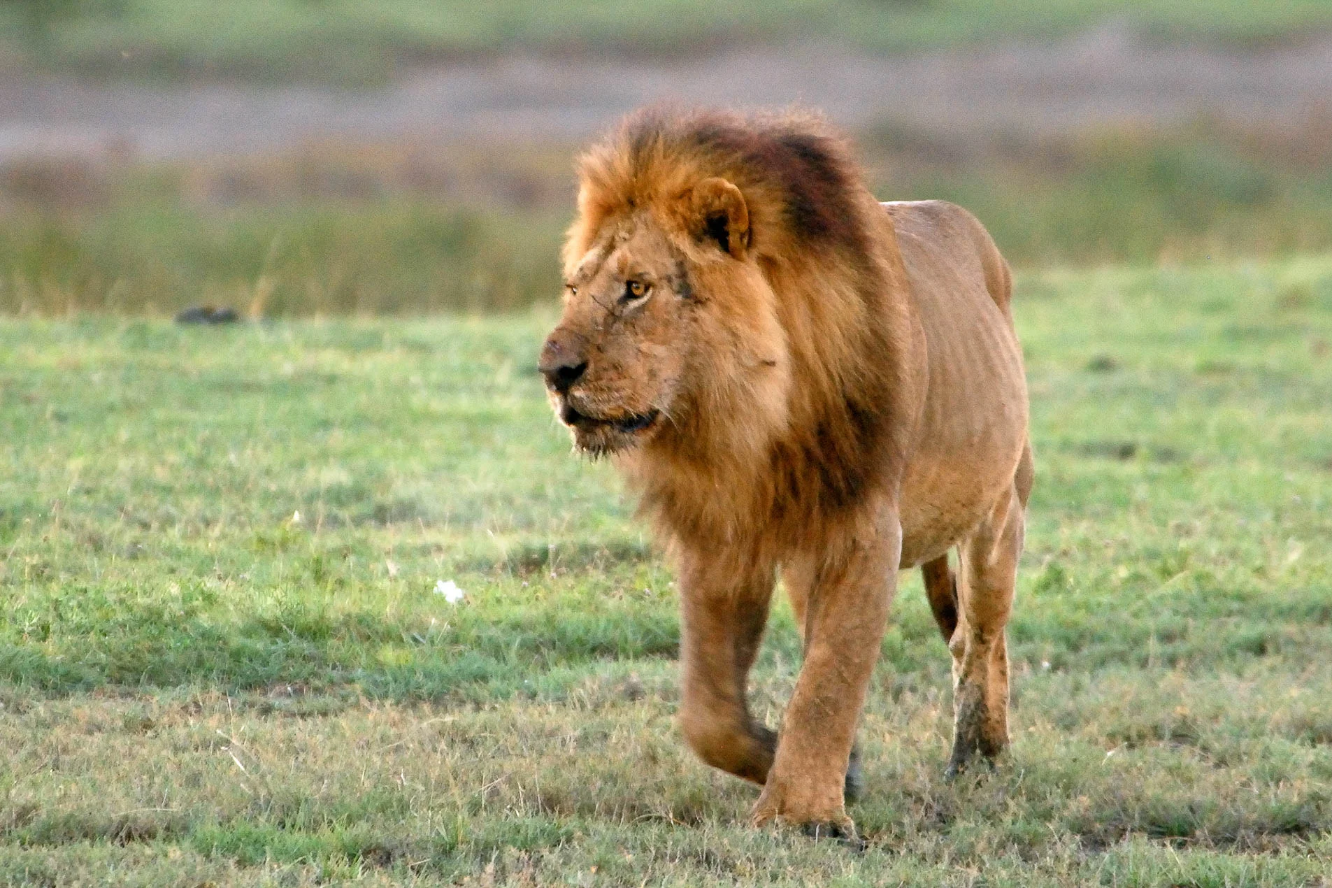 Lion_Walking