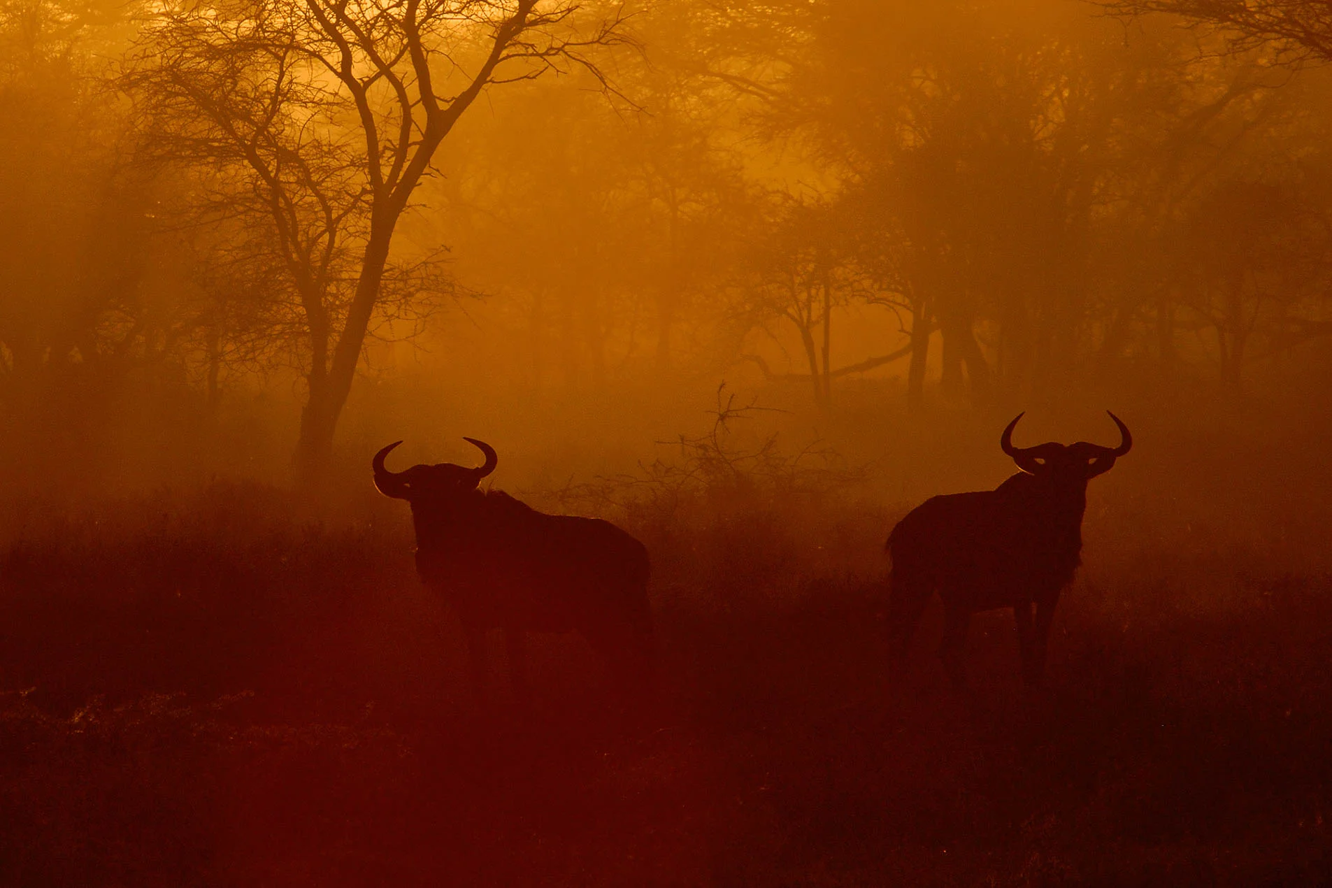 Wildebeast_Silhouette