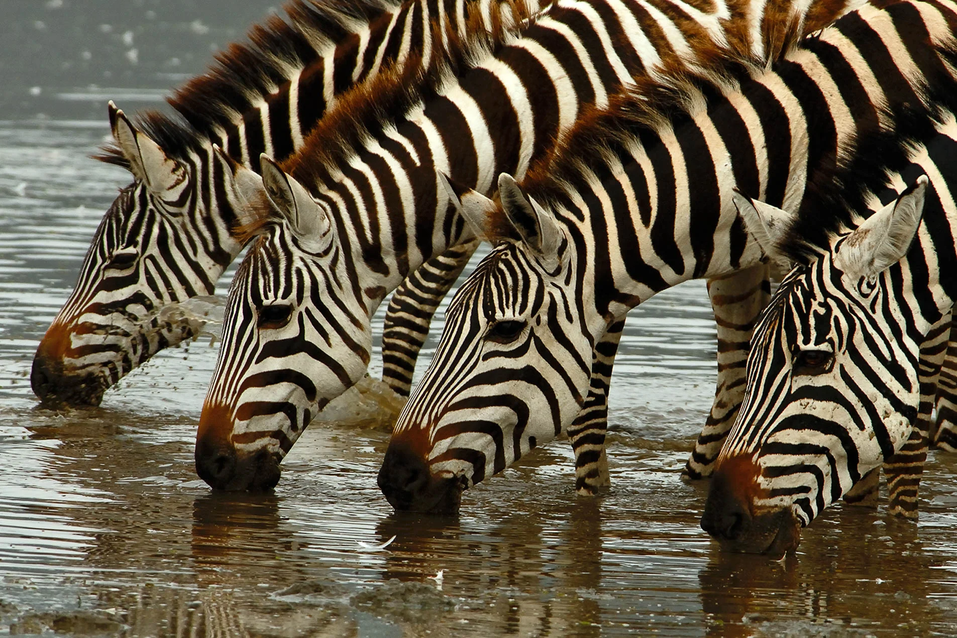 Zebras_In_Water