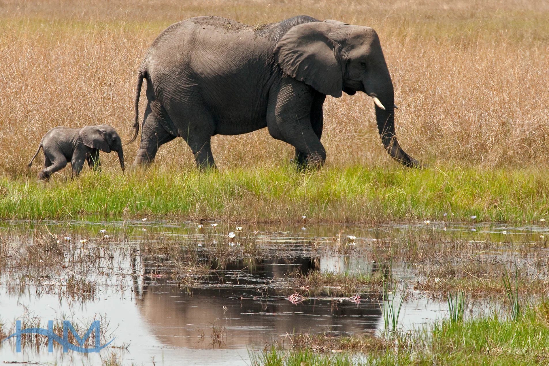 Elephant_&_Calf_5965