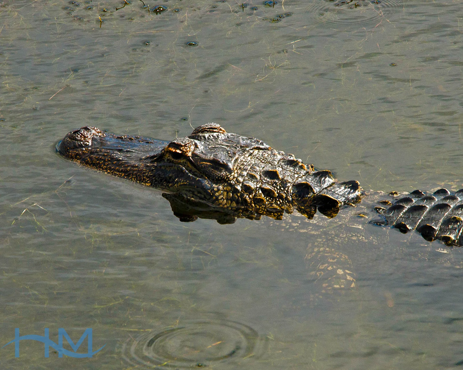 Alligator_6765