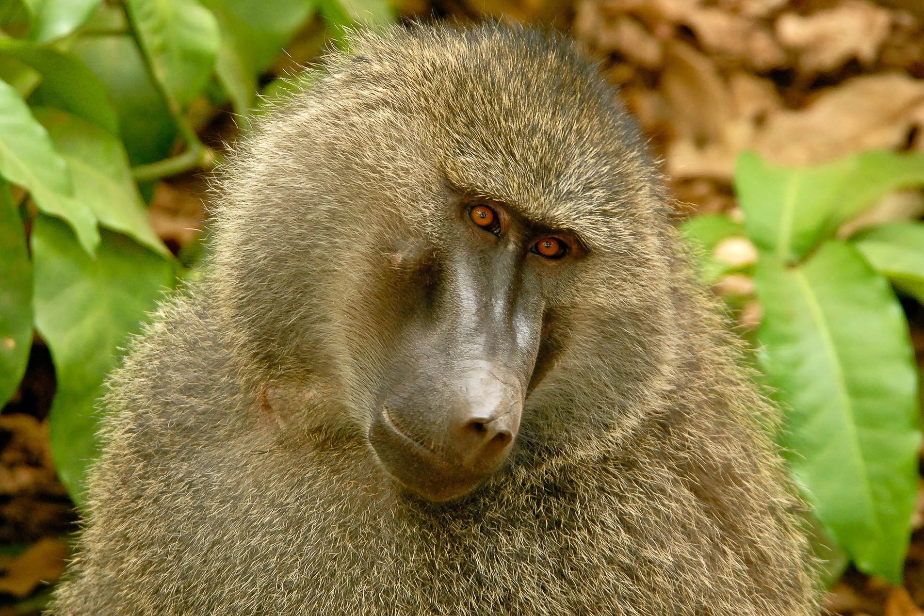 Baboon_4