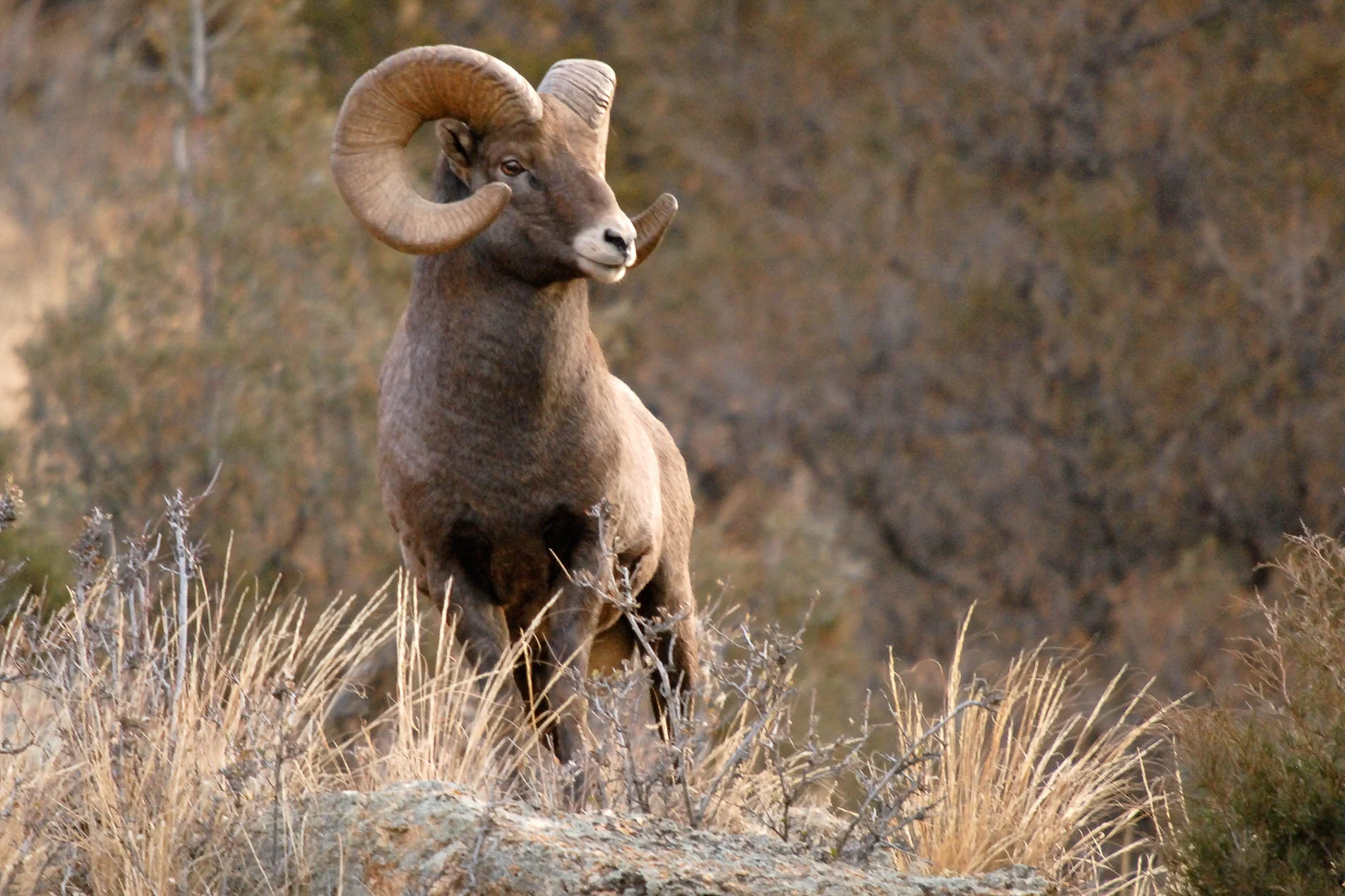 Bighorn_Ram_5196