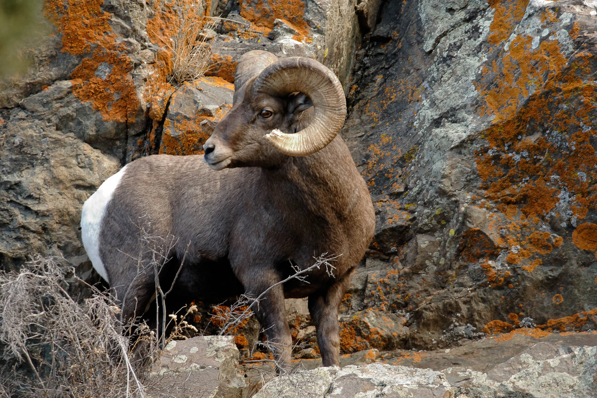 Bighorn_Ram