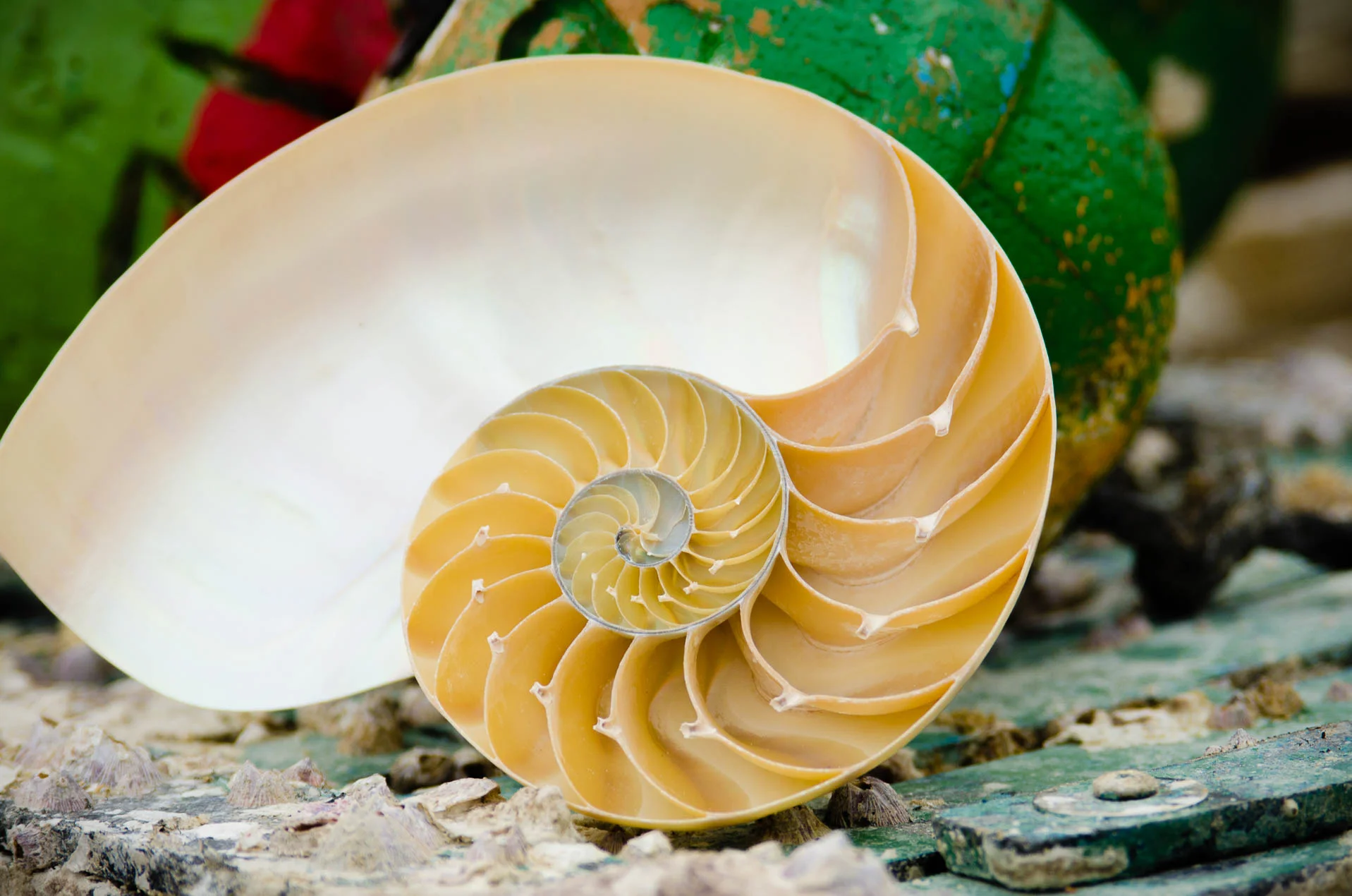 Nautilus_2985