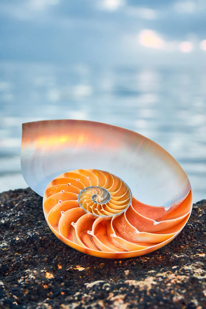 Nautilus_3078