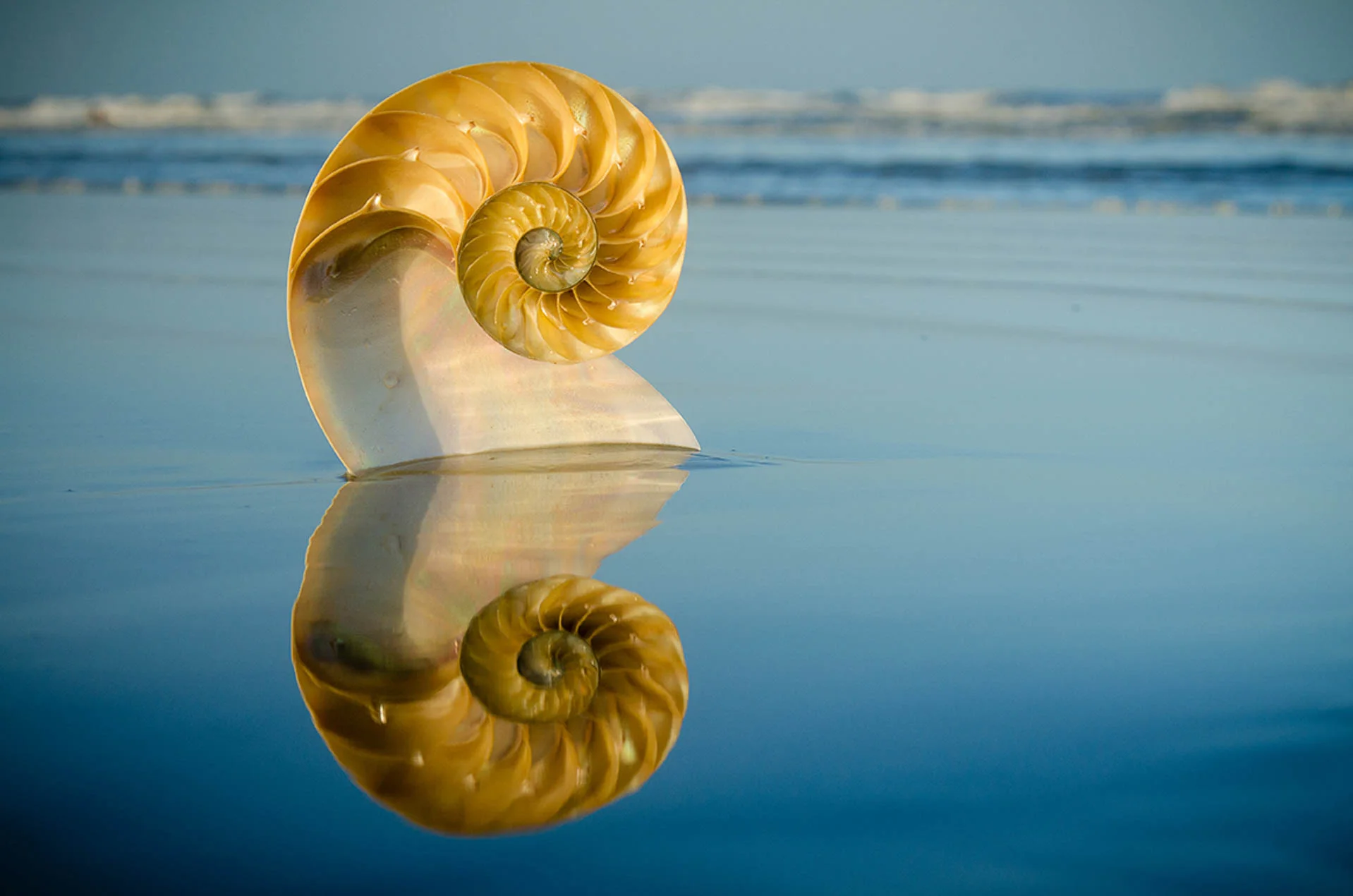 Nautilus_6581