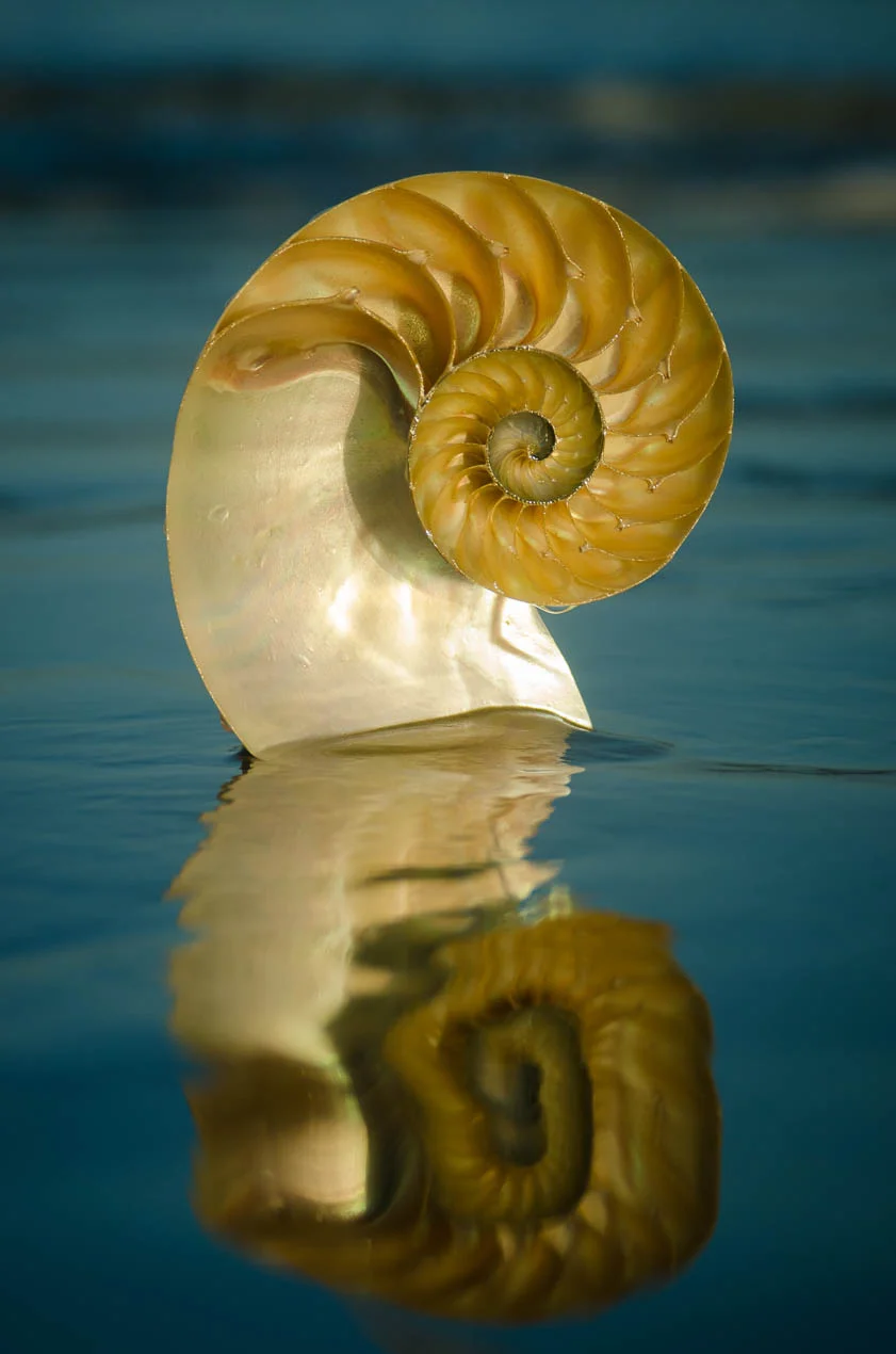 Nautilus_6600