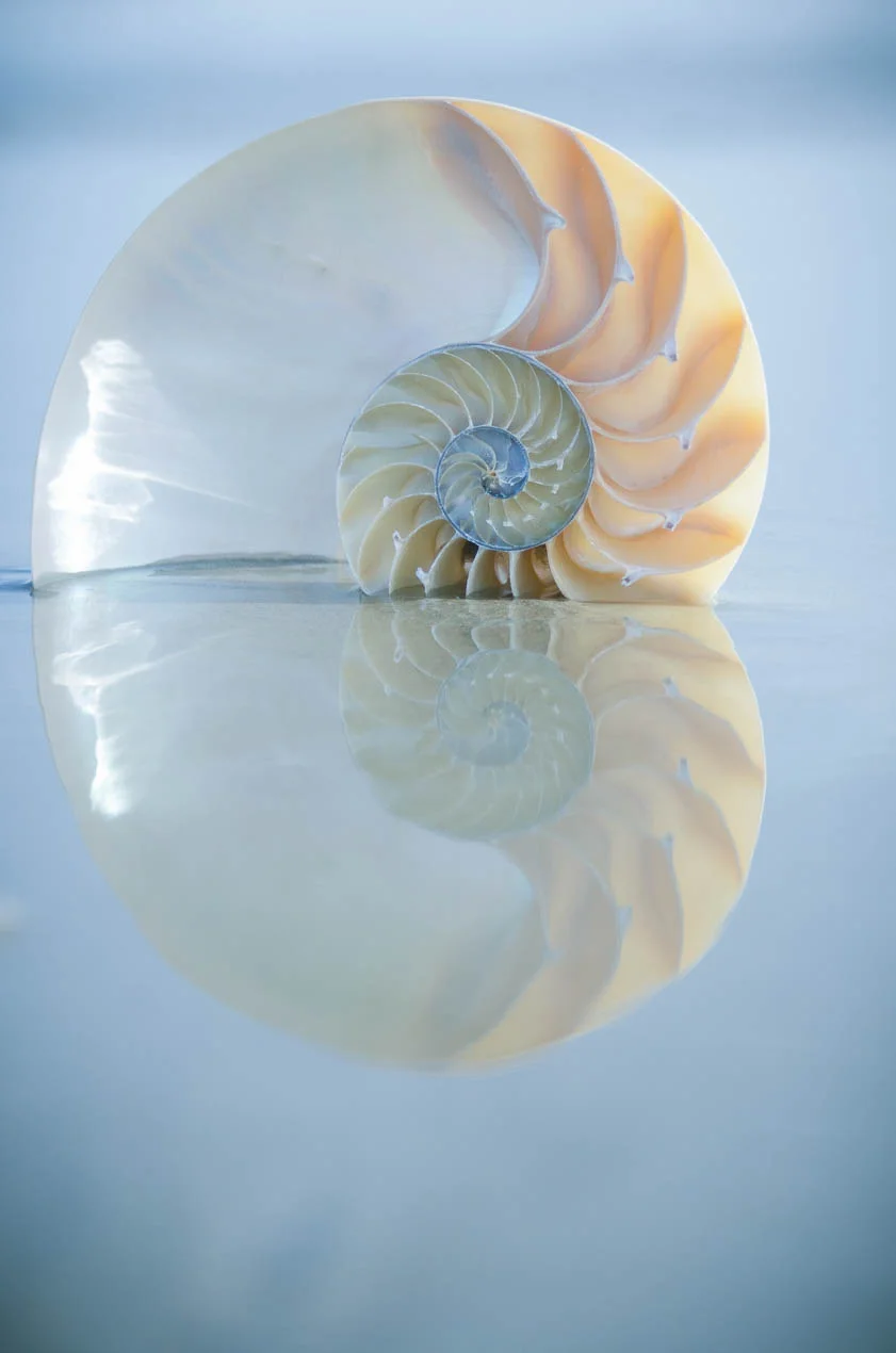 Nautilus_6650