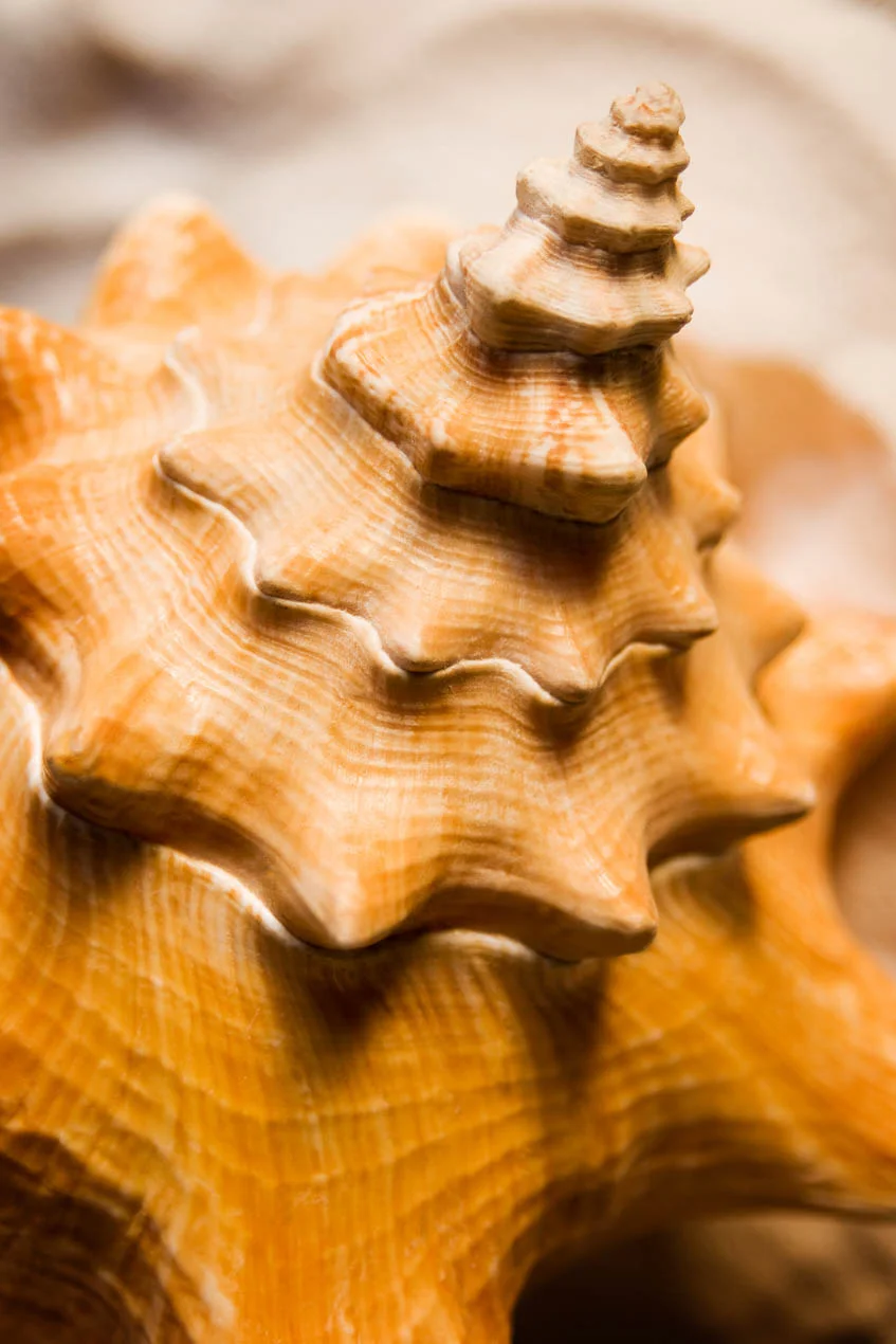 Conch_1
