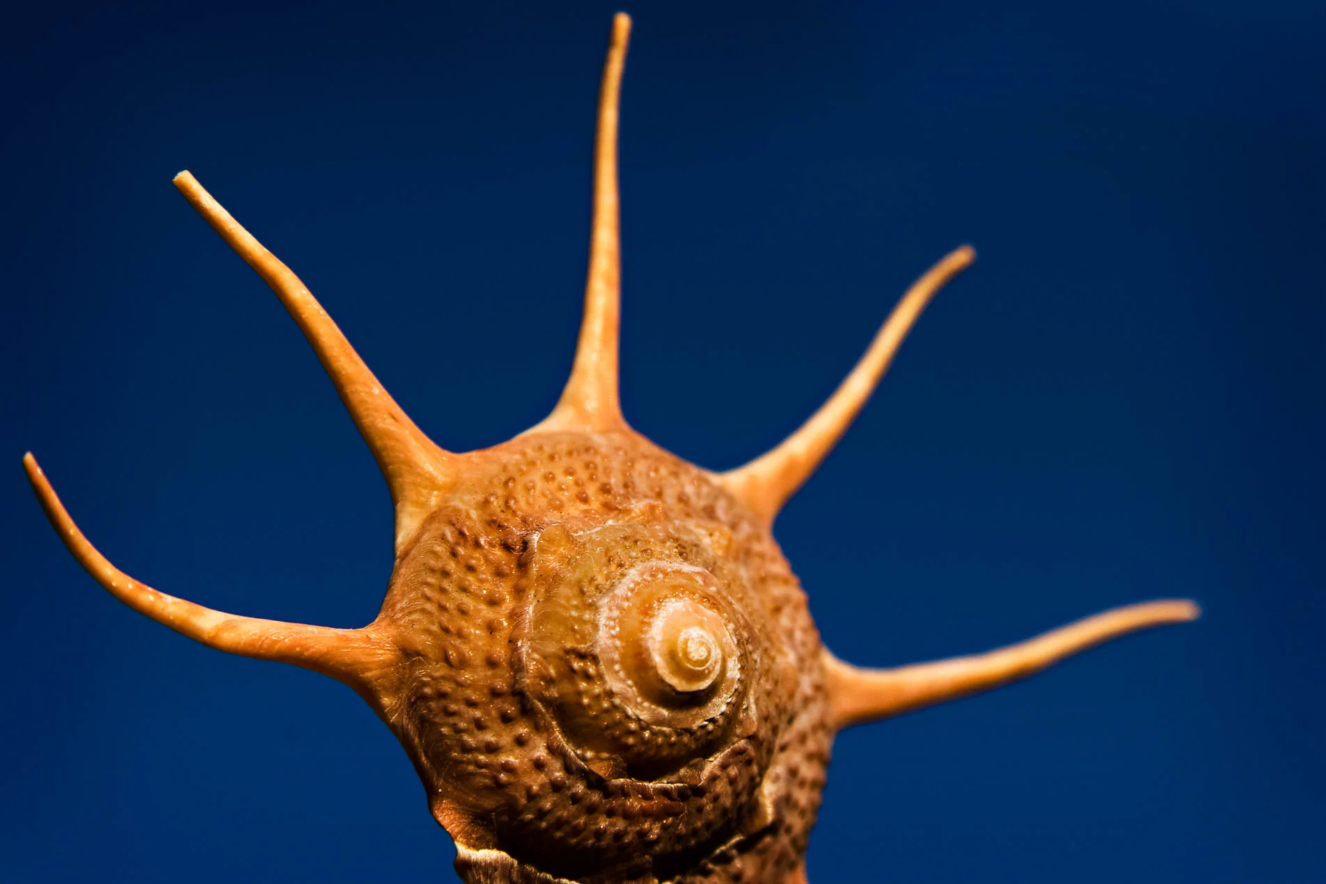 Yoka_Guildfordia_3720