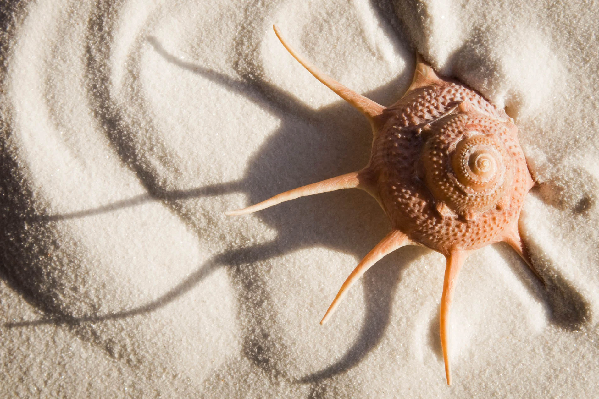 Yoka_Guildfordia_5848