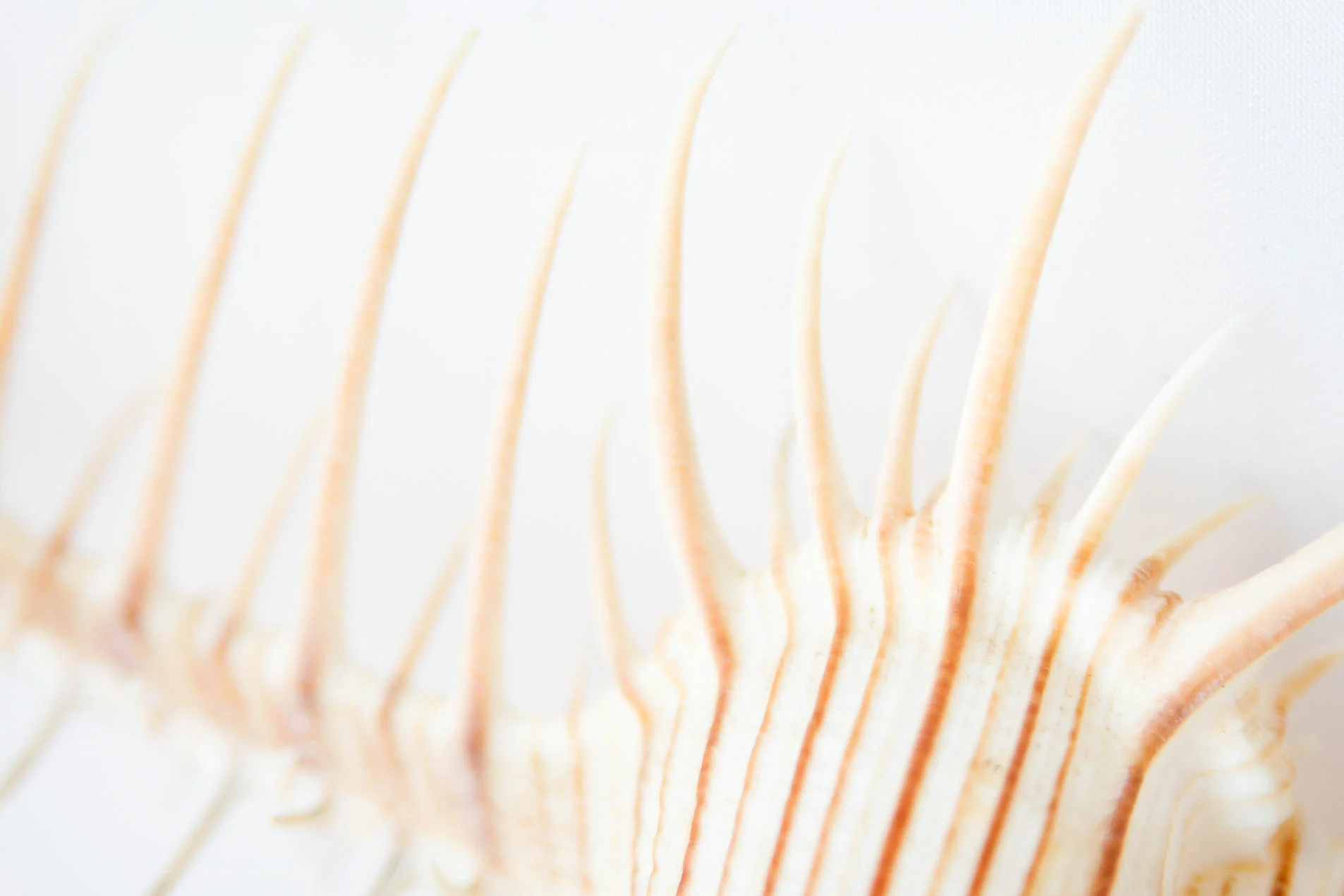 Murex_Troscheli_5571