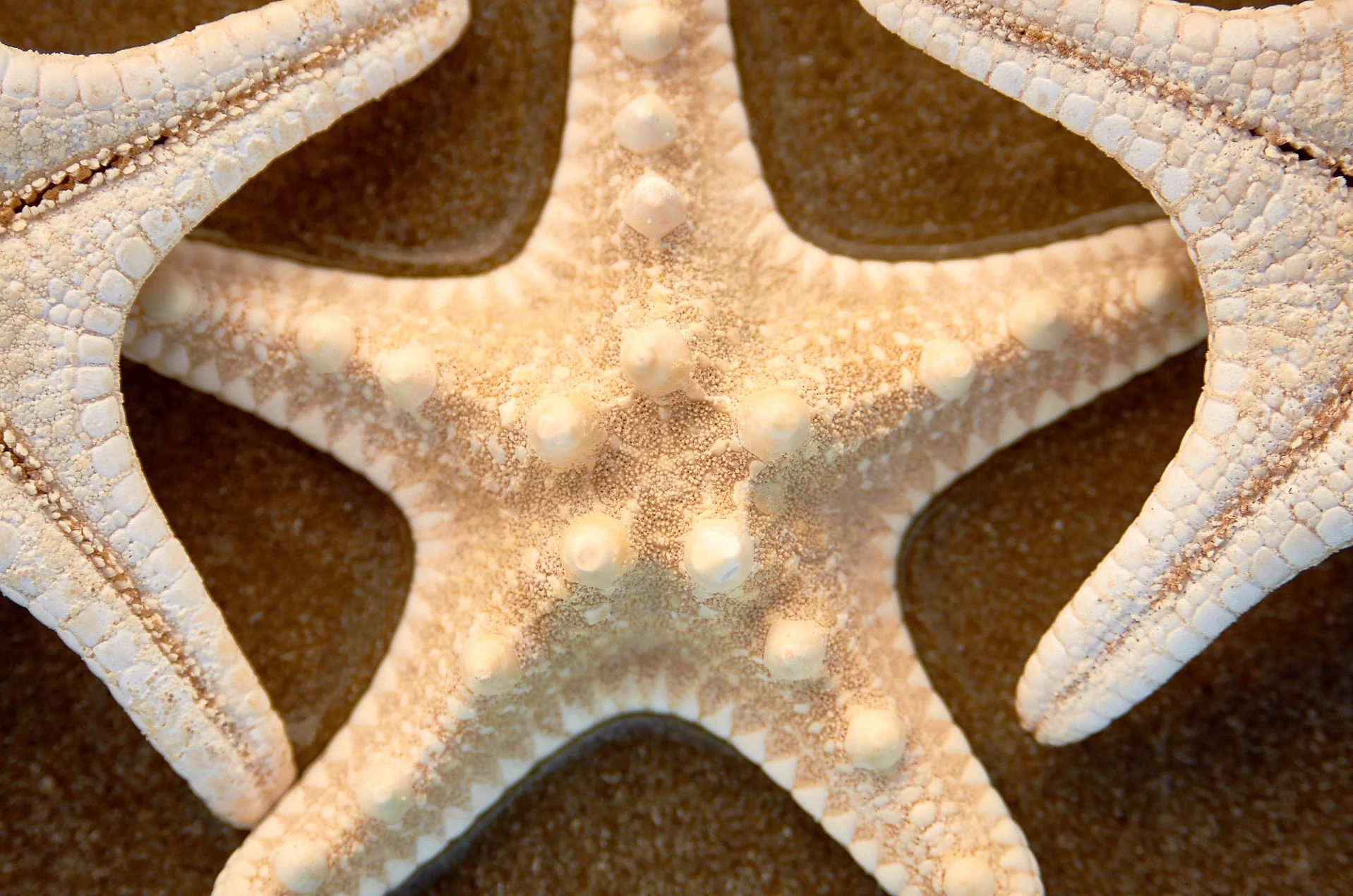 Starfish_9529