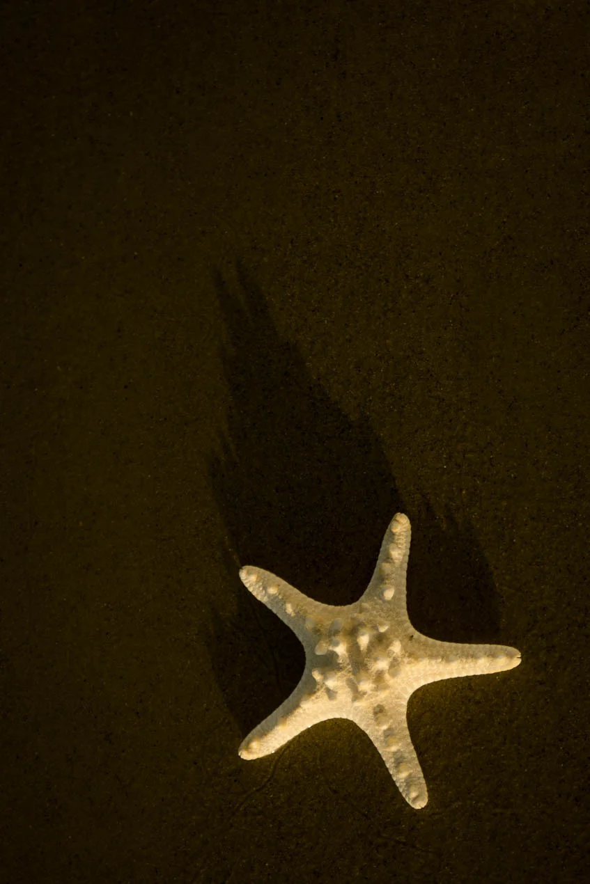 Starfish_9761