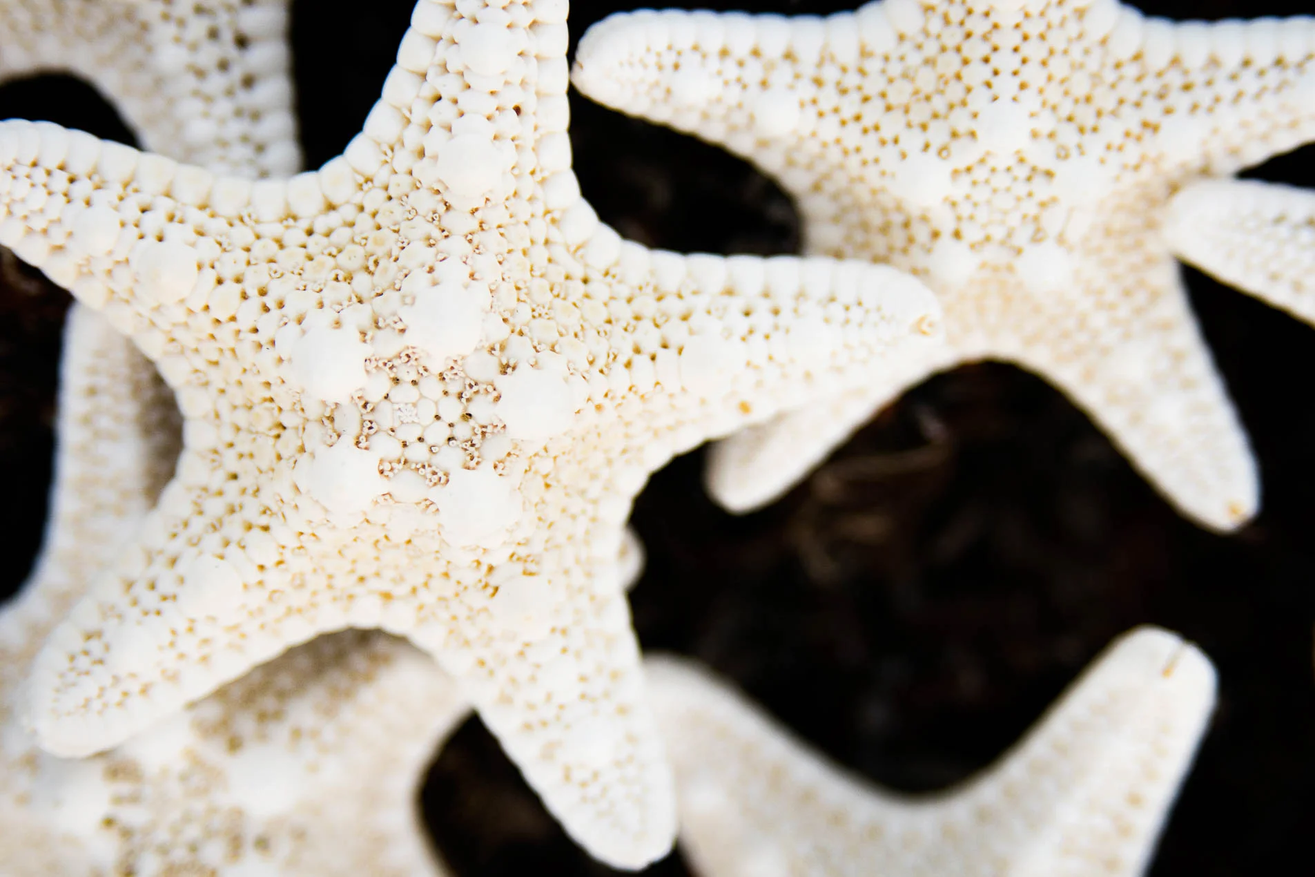 Starfish_7295