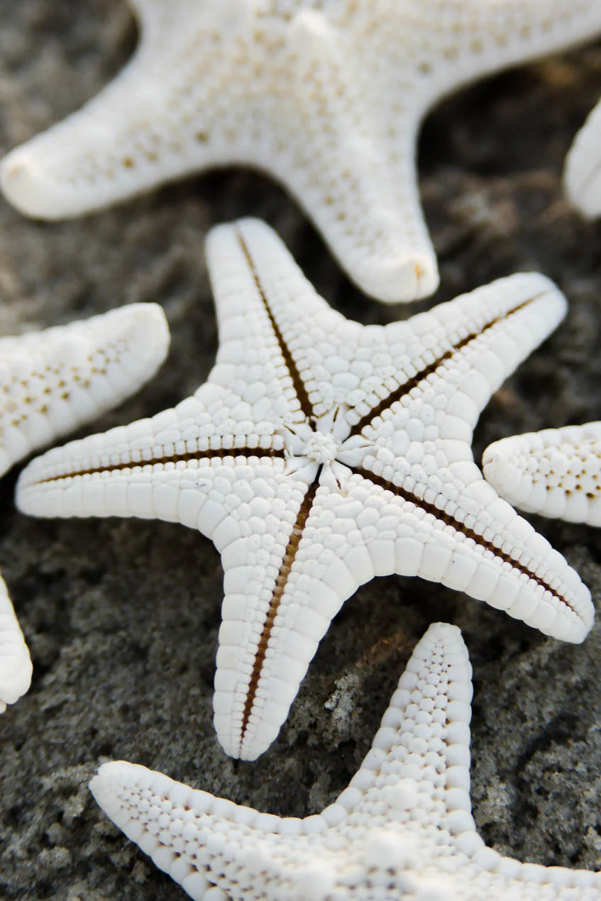 Starfish_1743