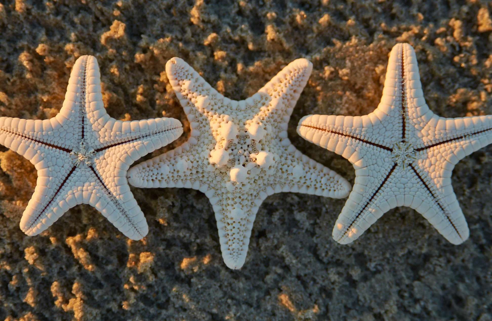 Starfish_1716