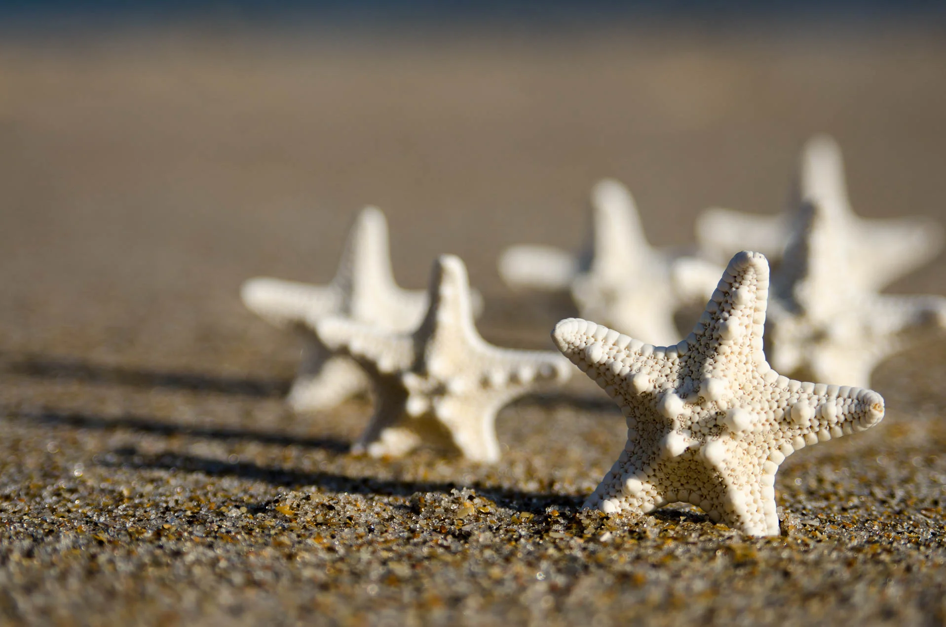 Starfish_2639