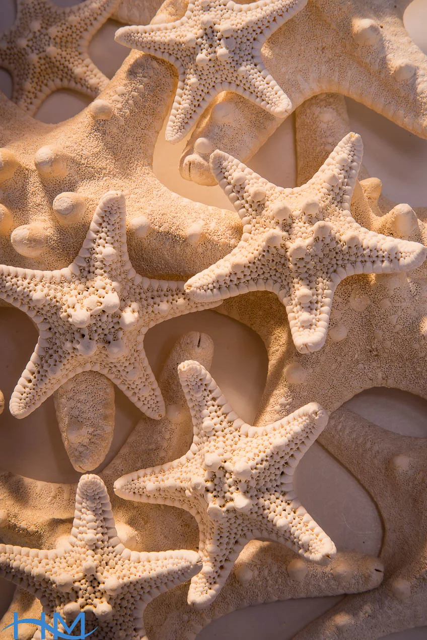 Starfish_0712