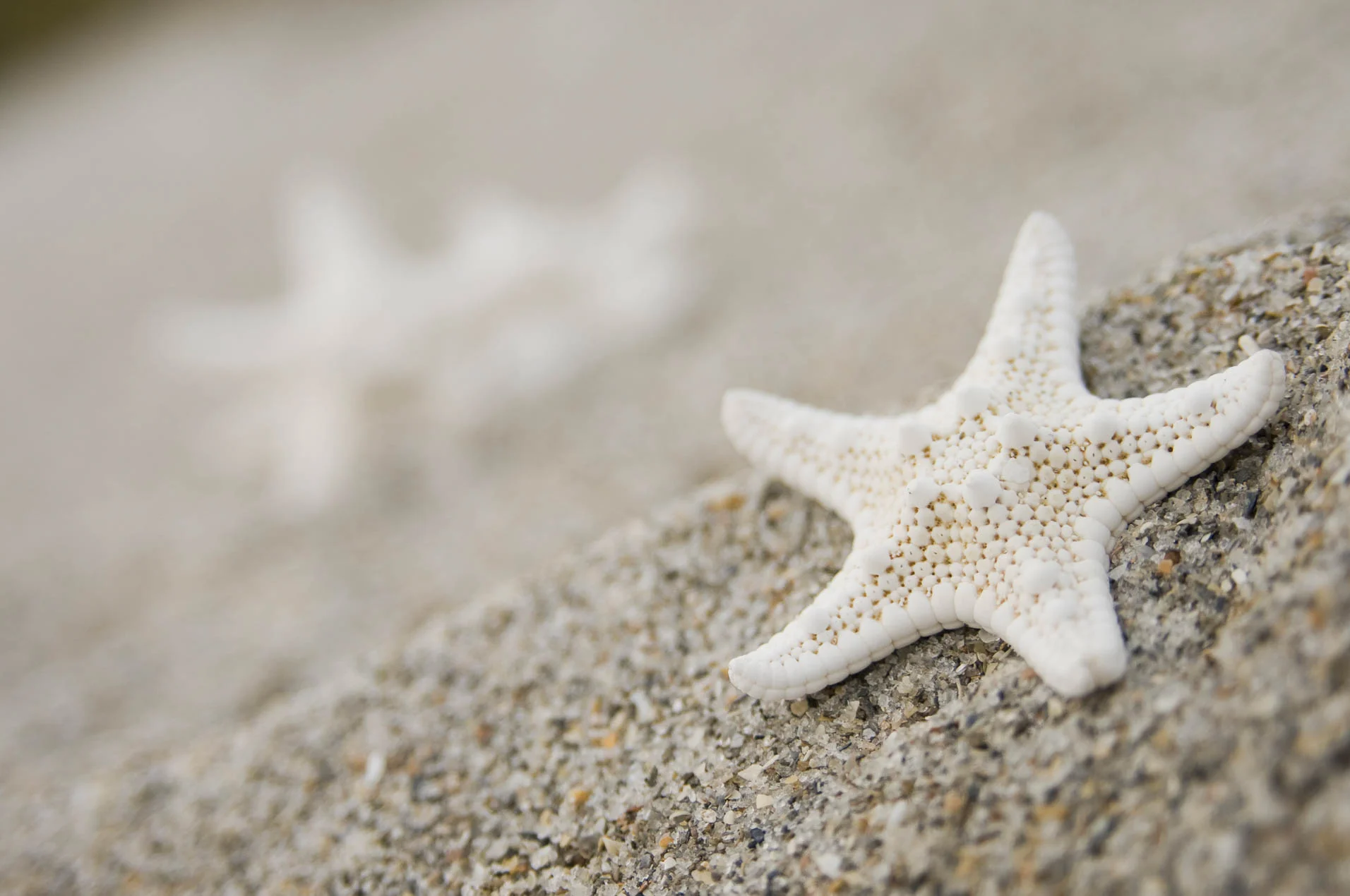 Starfish_34-2