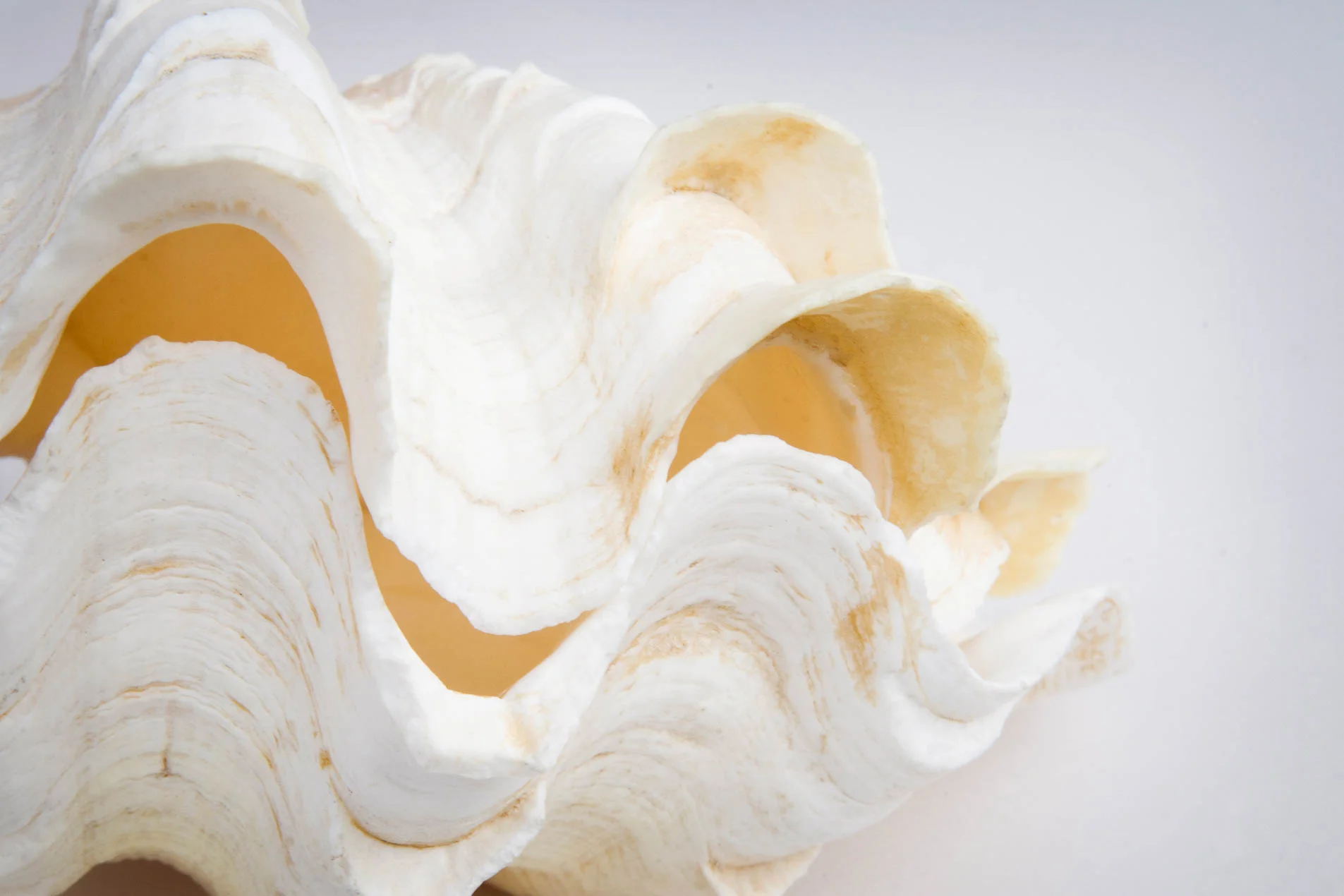 Fluted_Clam_DSC5466_GEF-Retouch.jpg