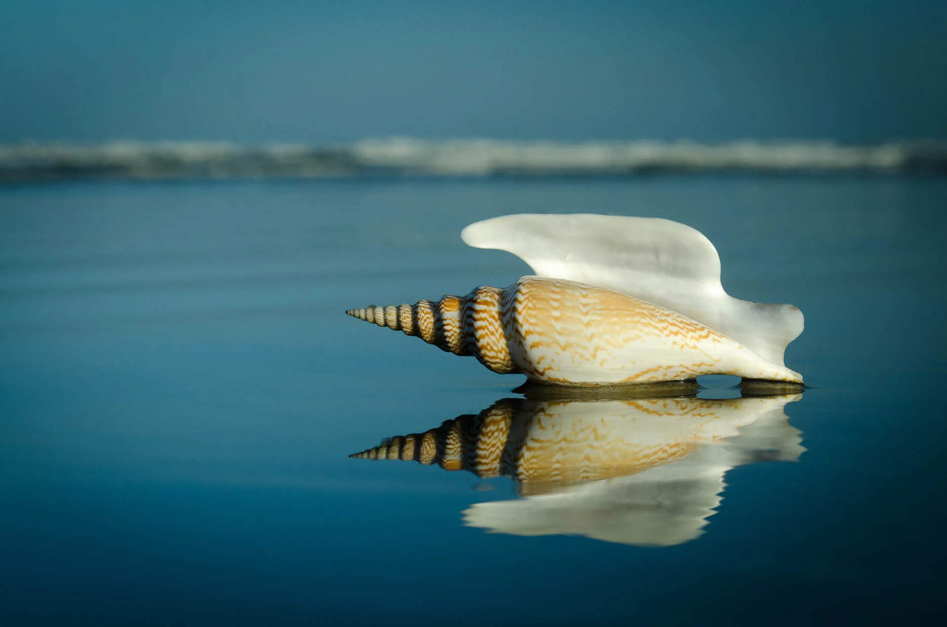 Strombus_Listeri_6531