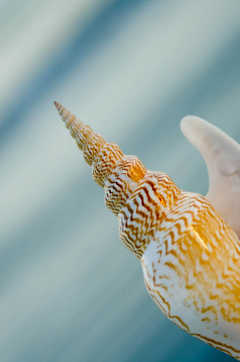 Strombus_Listeri_1762