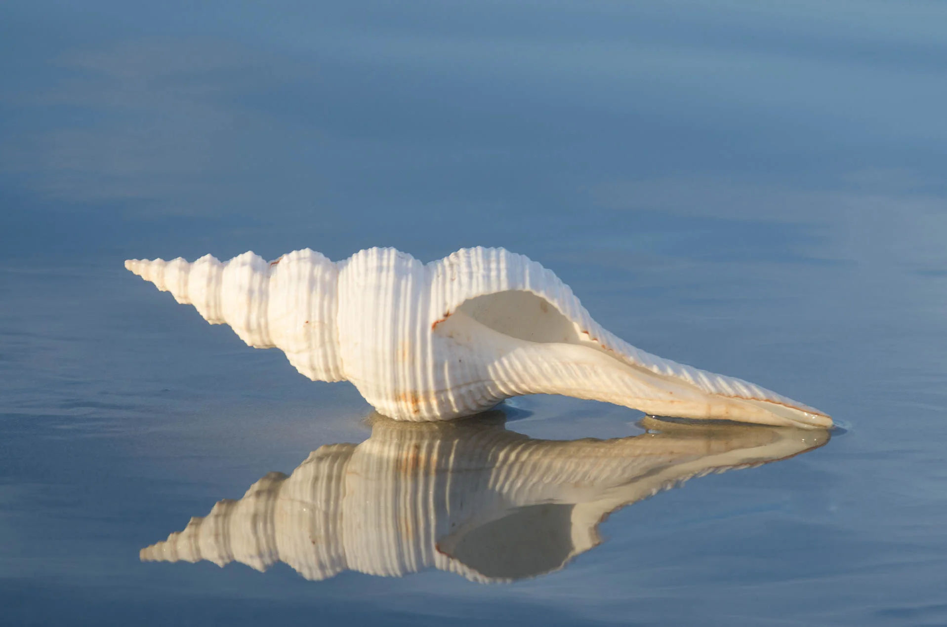 Du_Petit's_Spindle_6201