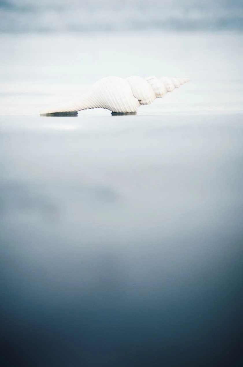 Du_Petit's_Spindle_8306