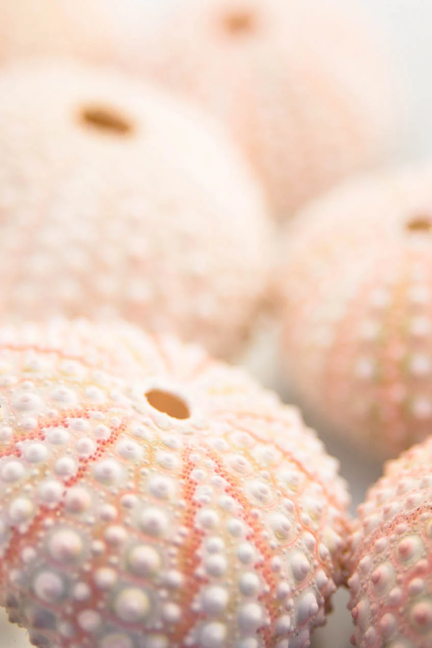 Pink_Sea_Urchins_4085
