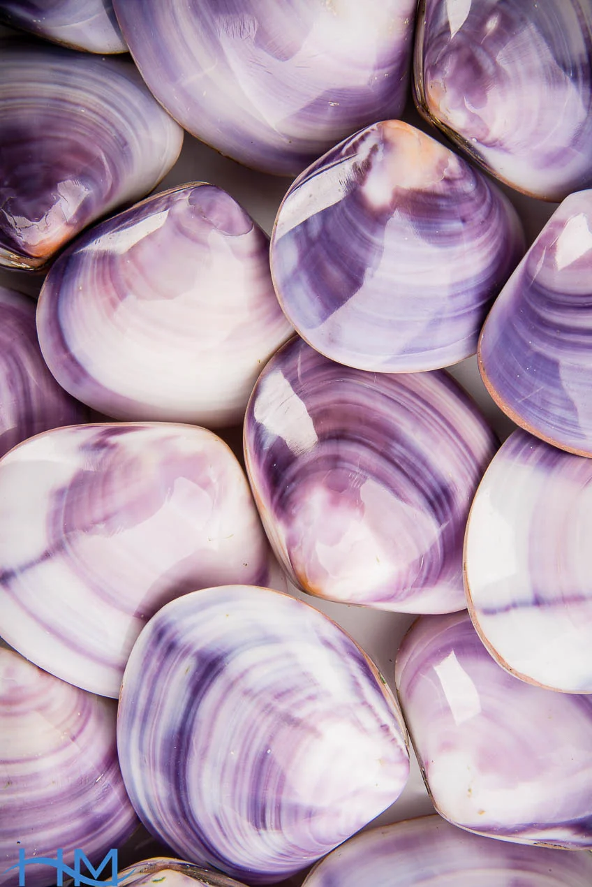Purple_clam_7589