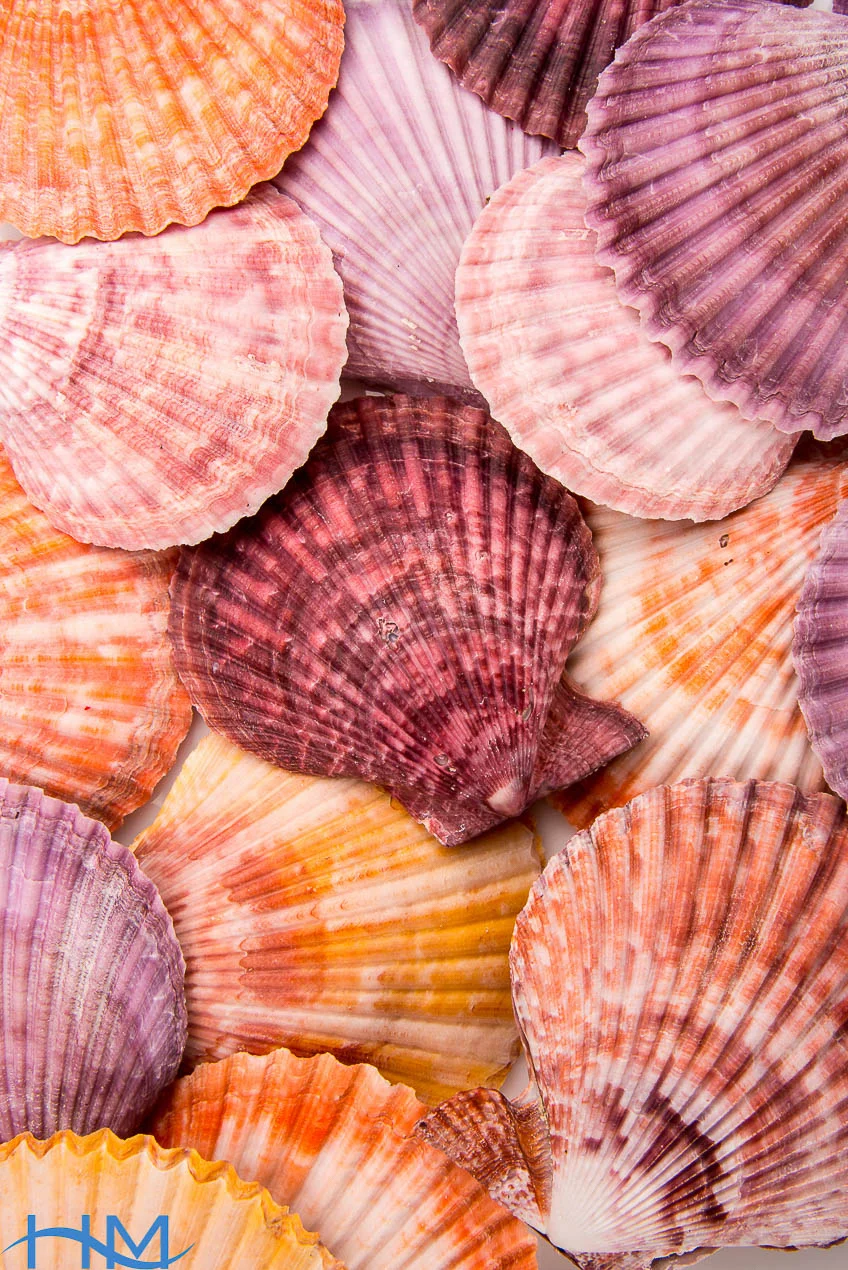 Chlamys_Senatoria_7611