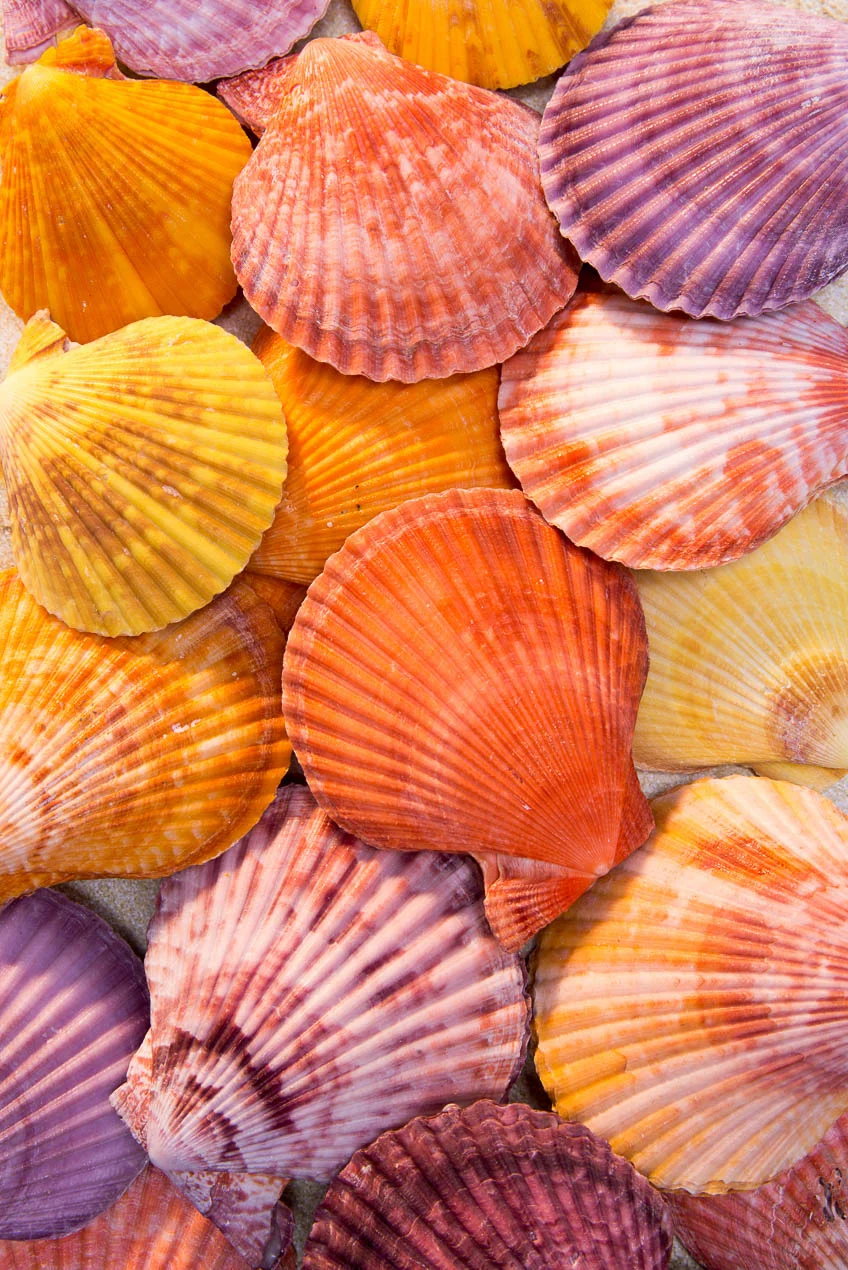 Chlamys_Senatoria_0412