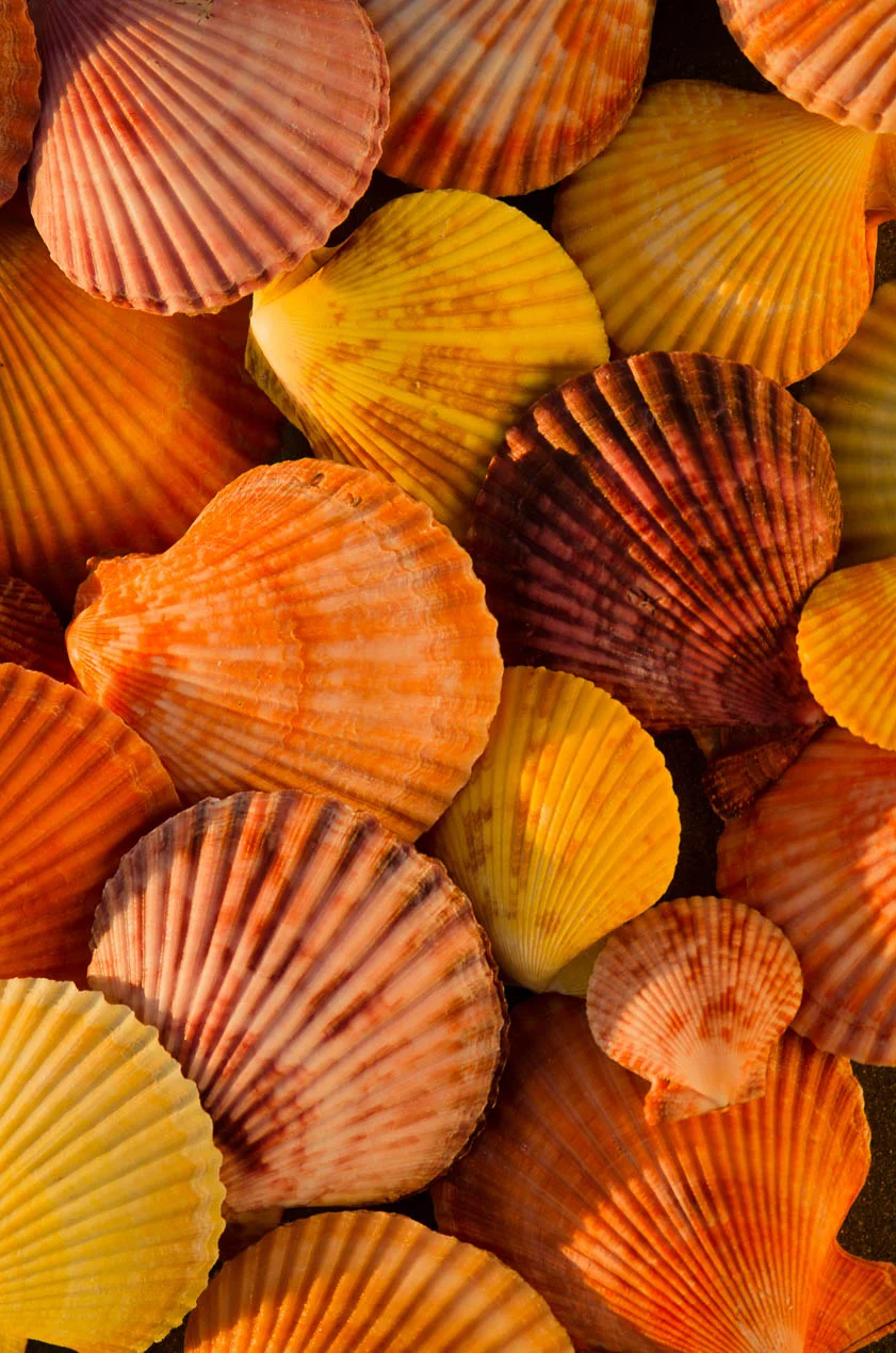 Chlamys_Senatoria_9655