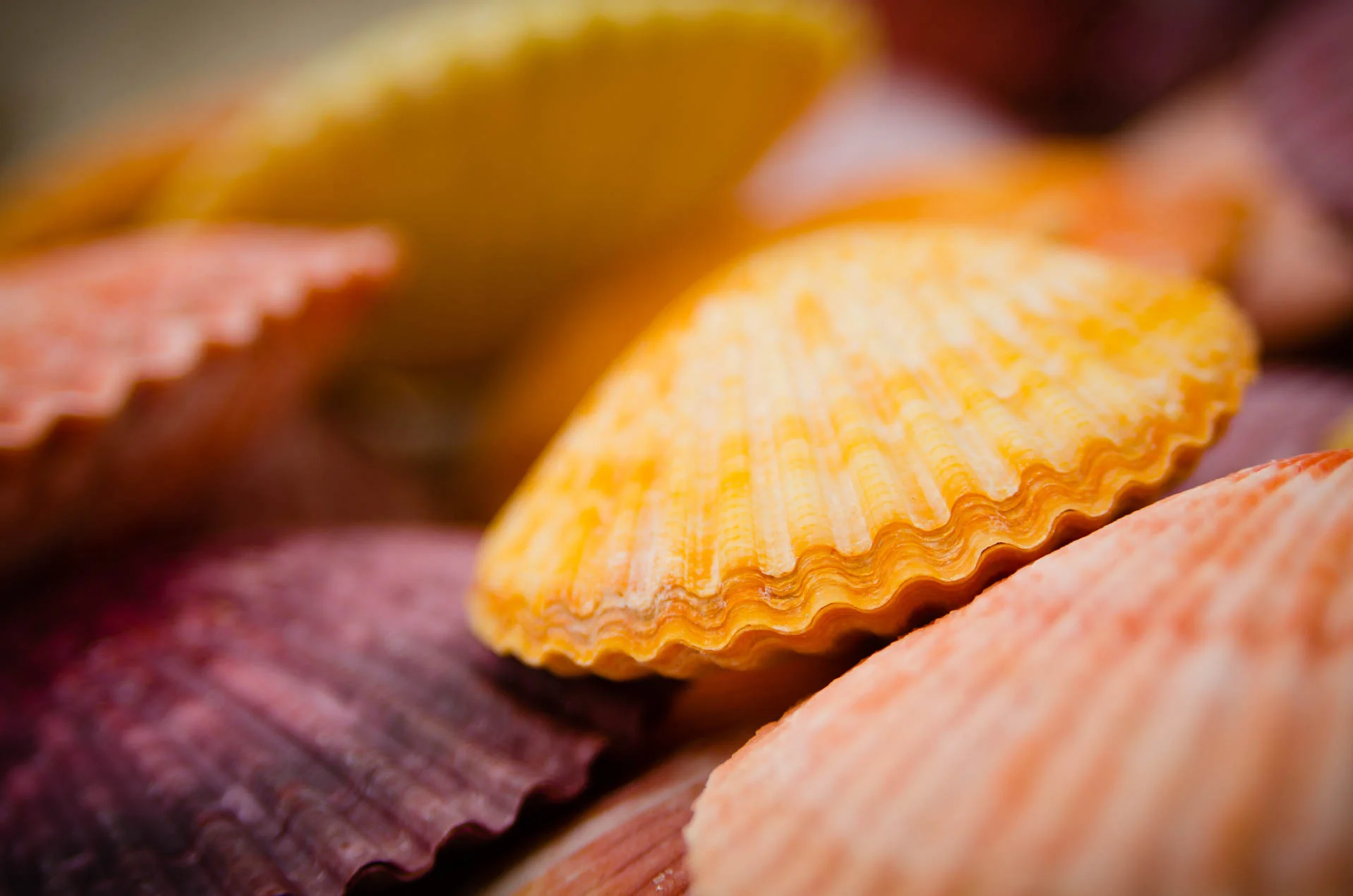 Chalmys_Senatoria_7919