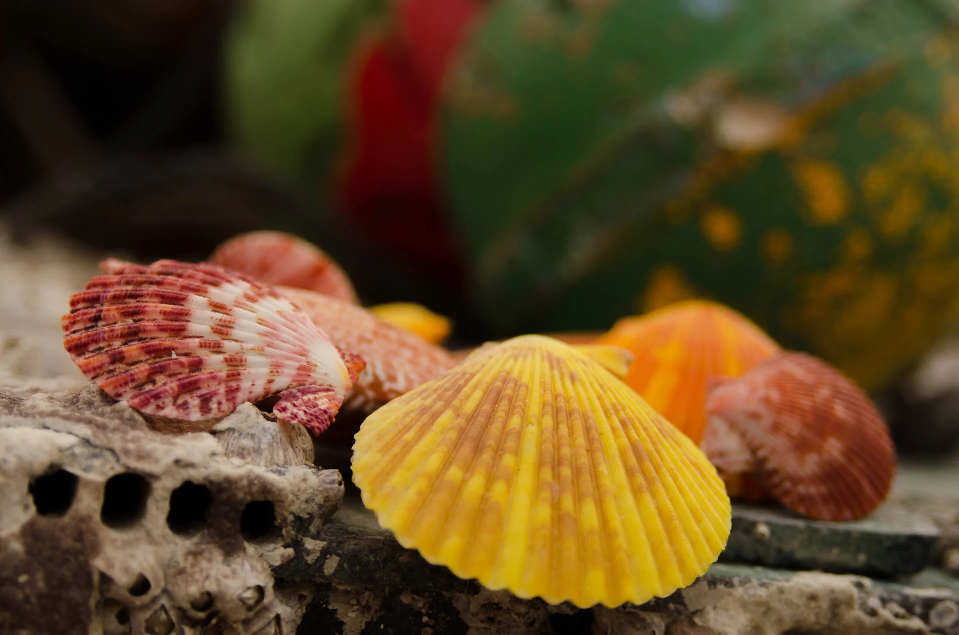 Chlamys_Senatoria_2956