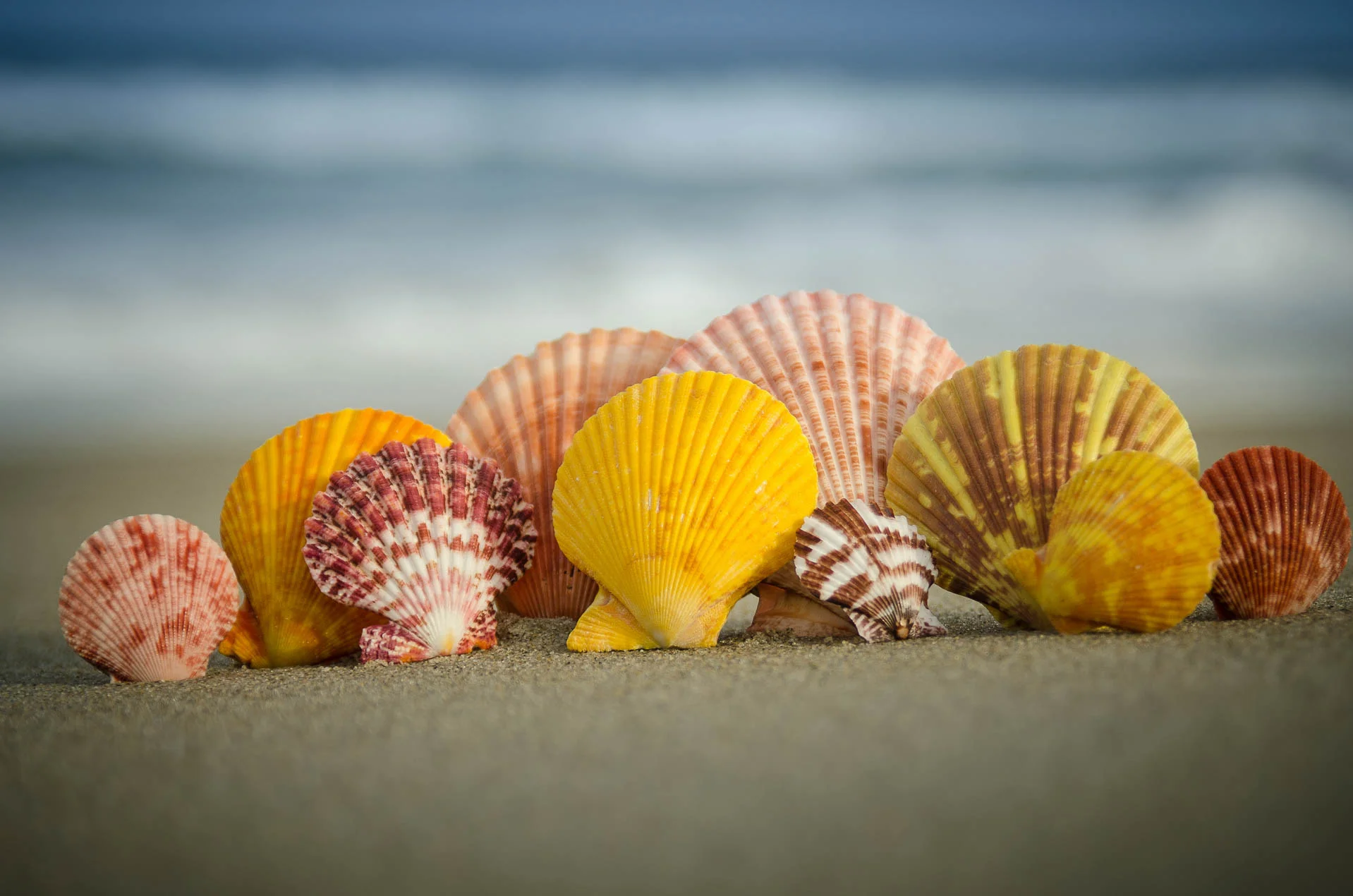 Chlamys_Senatoria_4441