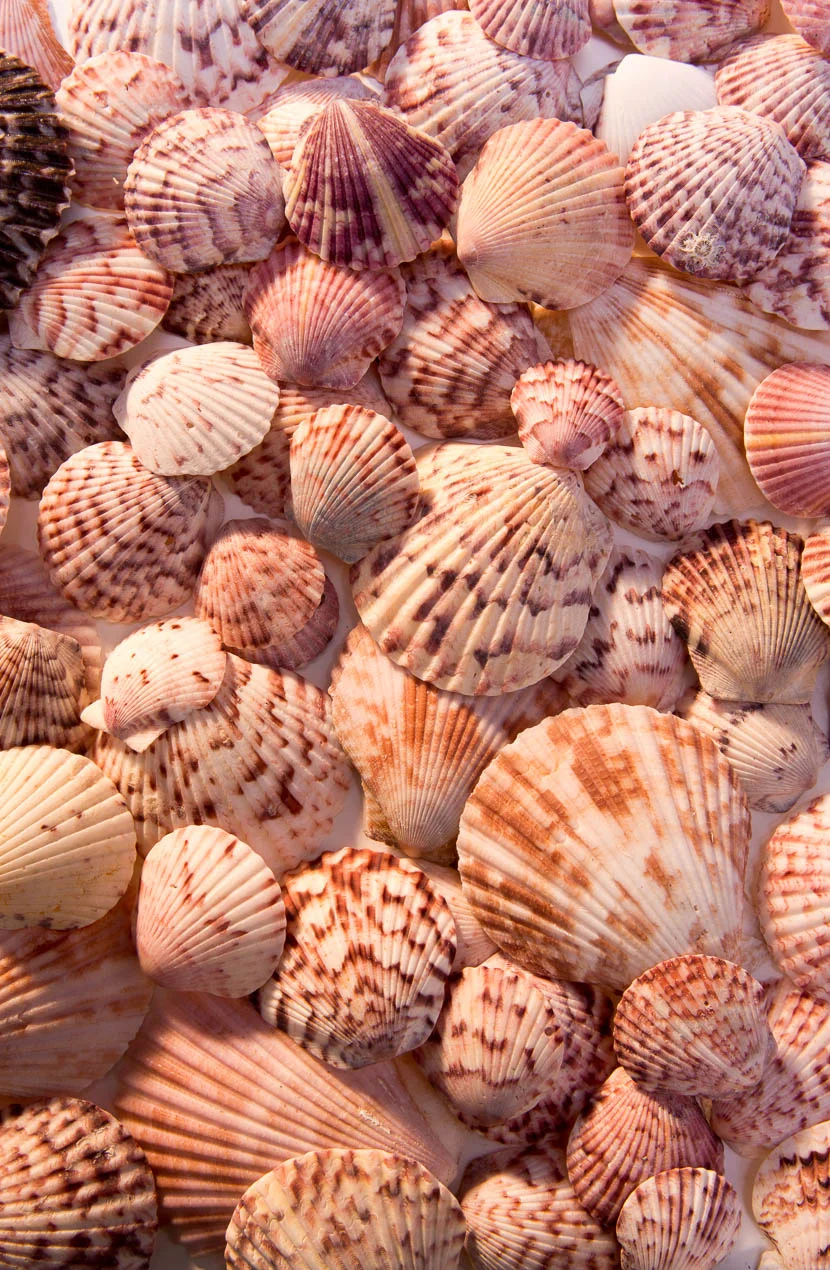 Calico_Scallop_0367